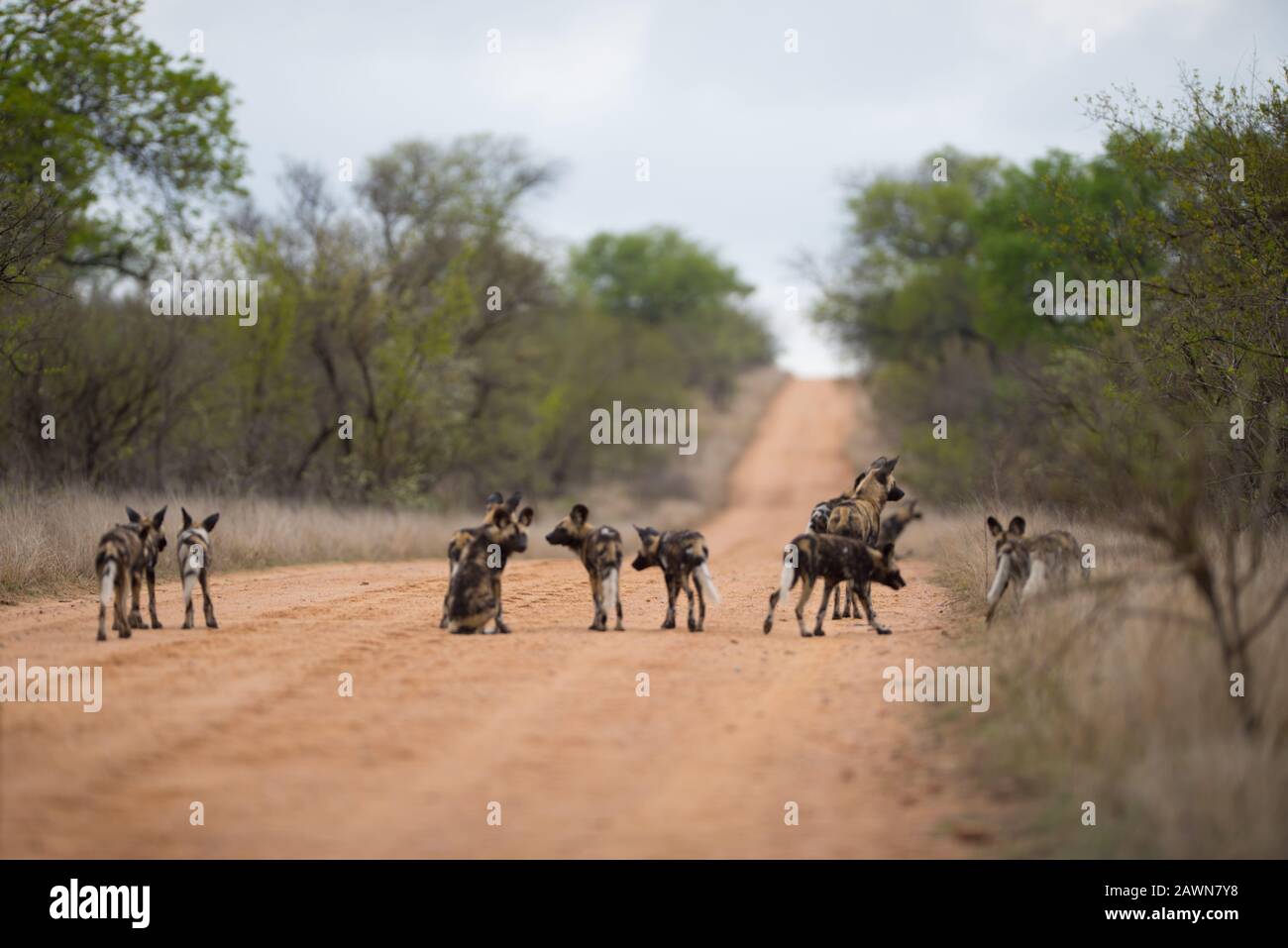 Groupe de chiens sauvages africains marchant sur la route Banque D'Images