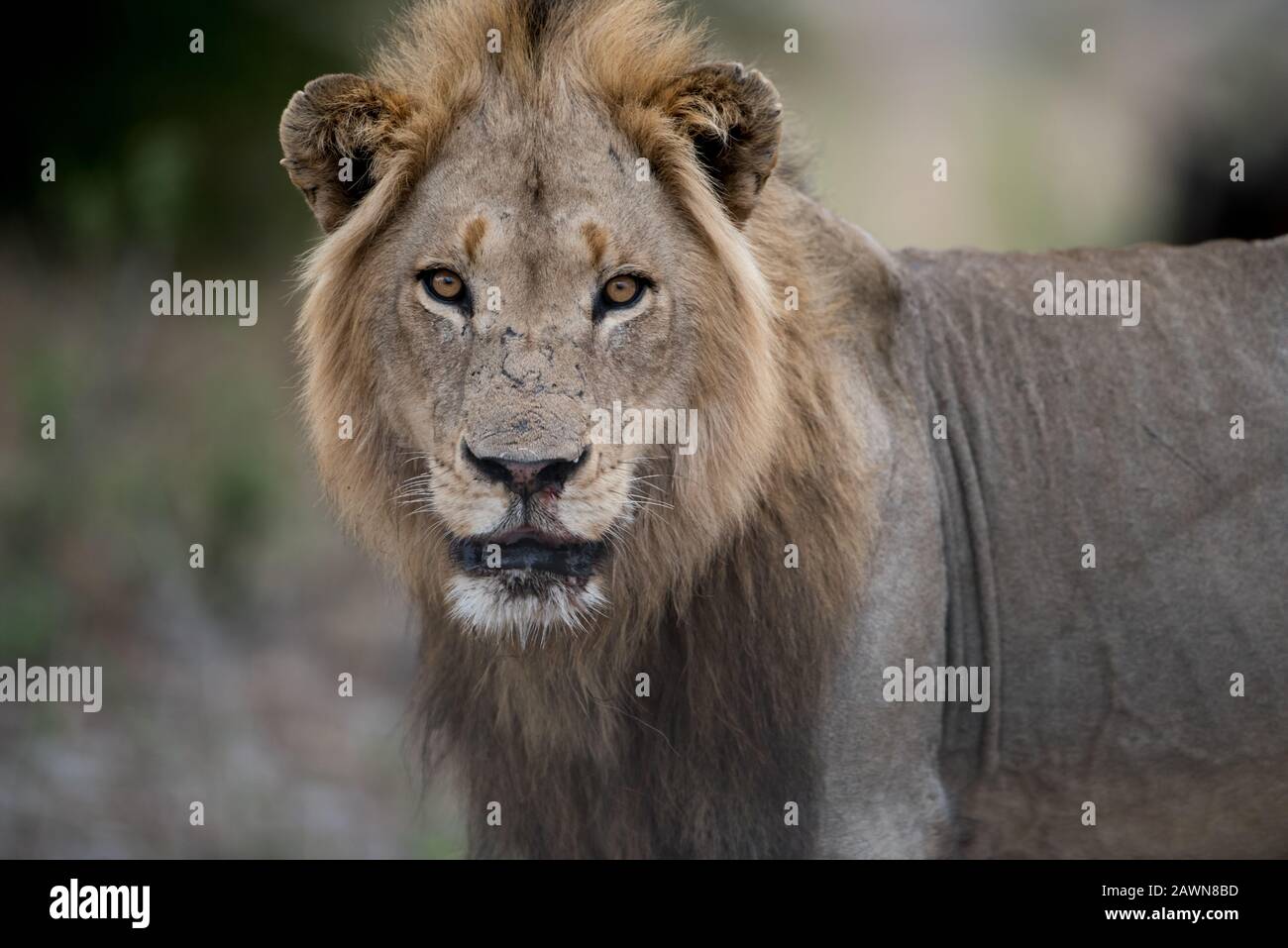 Gros plan d'un lion mâle avec un arrière-plan flou Banque D'Images
