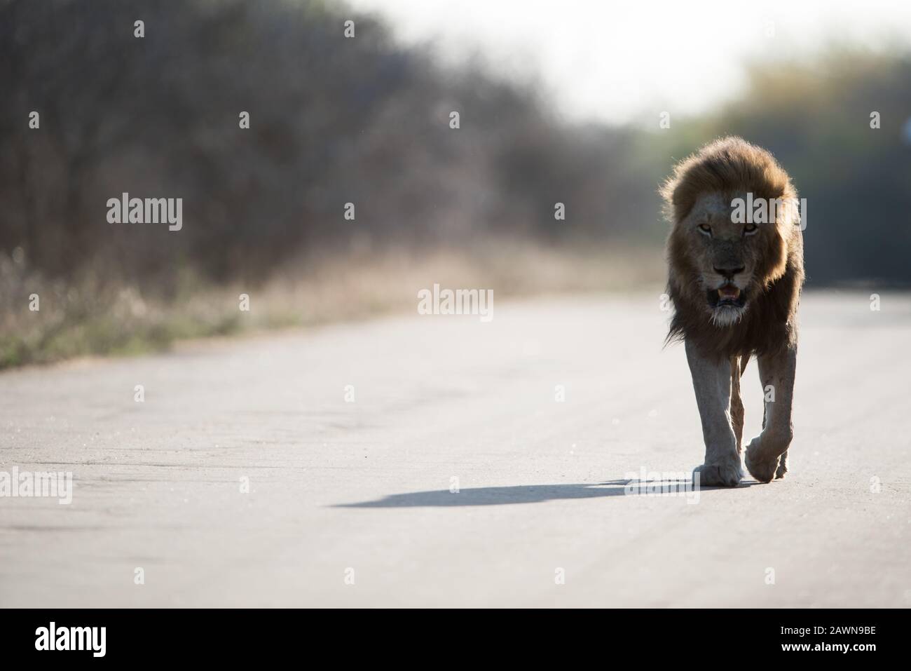 Belle photo d'un lion mâle marchant sur la route avec un arrière-plan flou Banque D'Images