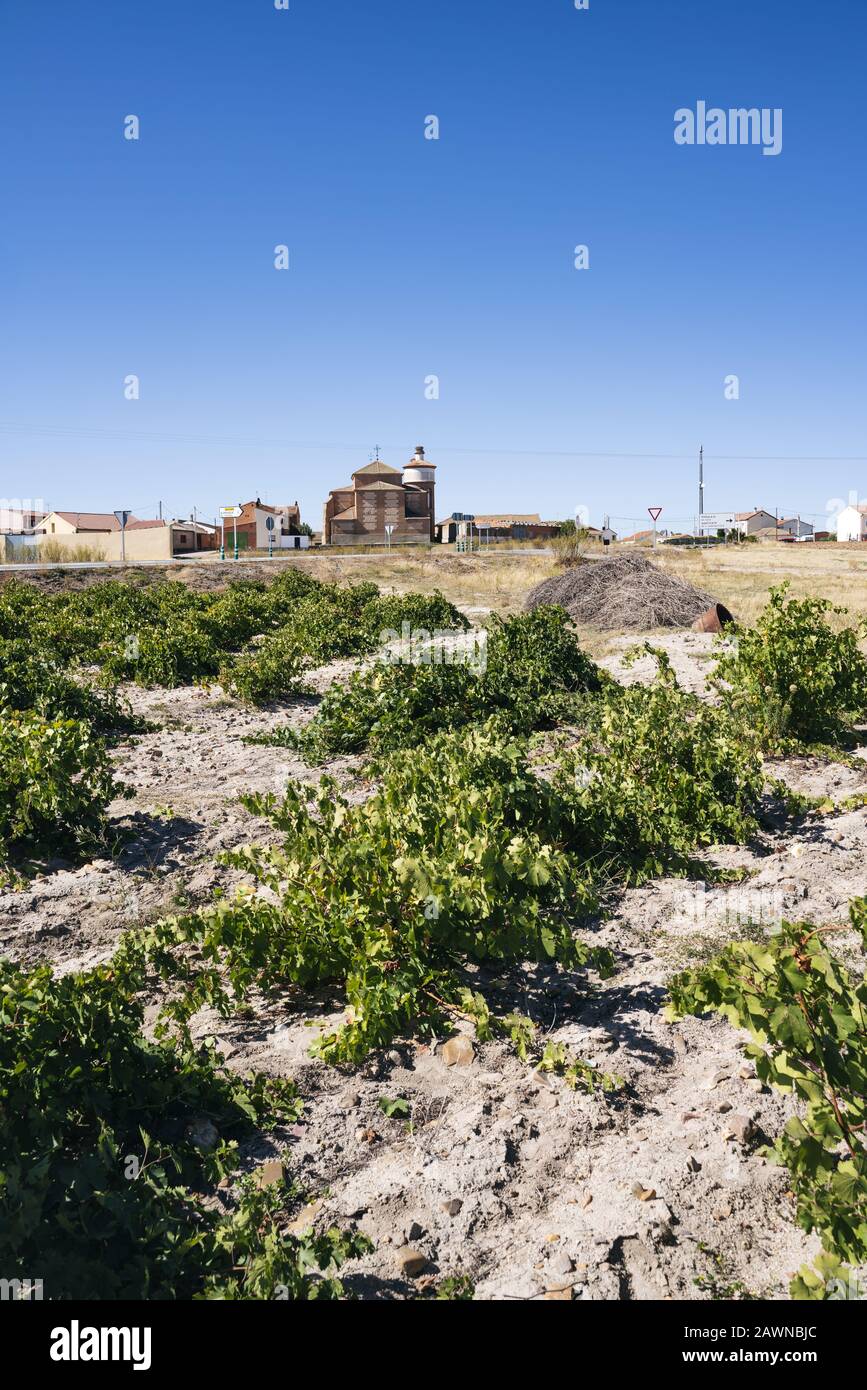 Vignoble vert avec différents types de raisins prêts pour Vignoble vert avec différents types de raisins prêts pour