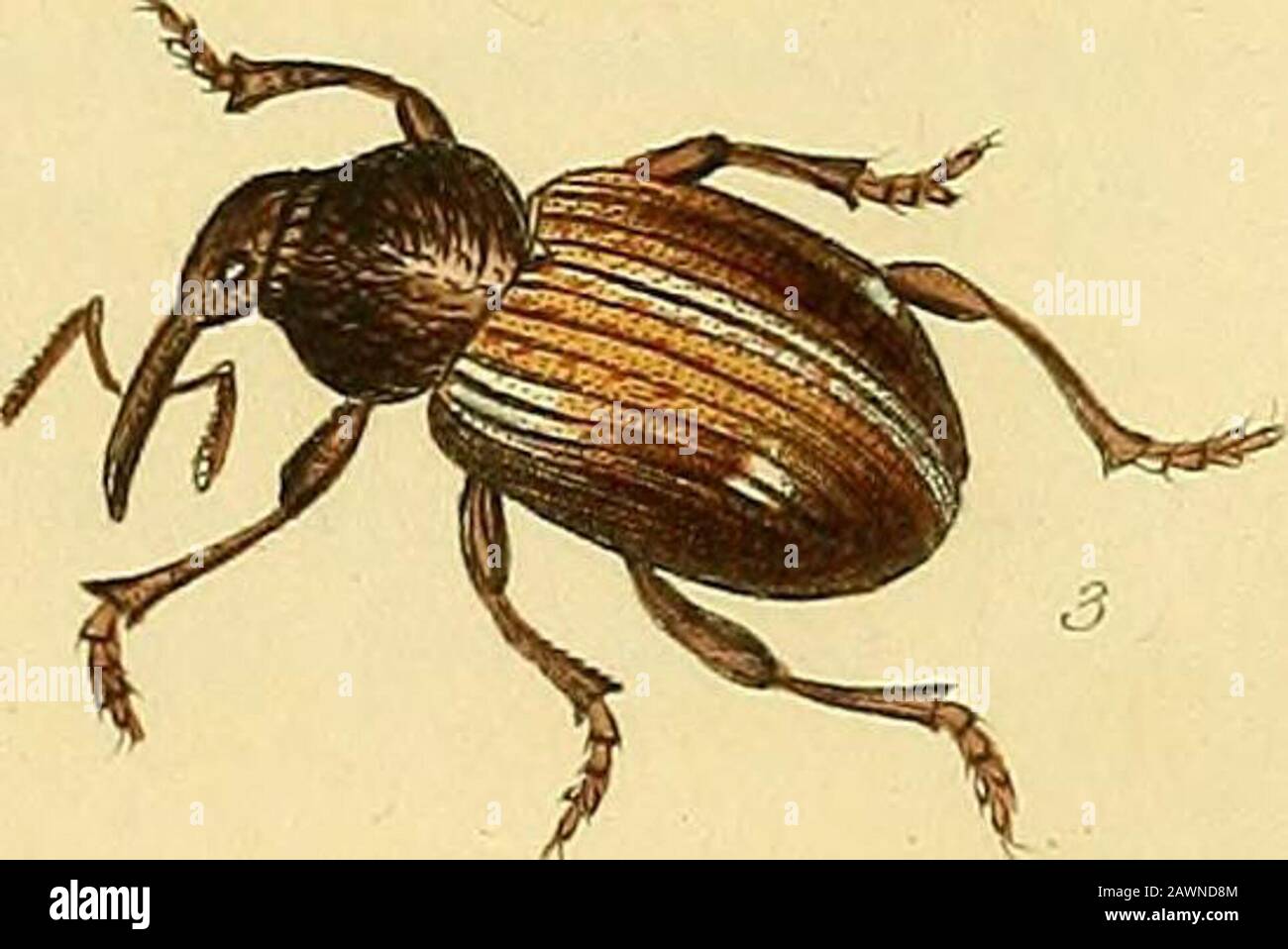 Illustrations de l'entomologie britannique; ou, UN synopsis d'insectes indigènes: Contenant leurs distinctions génériques et spécifiques . za7r!.-c^c,S.aei. L:ntim. Fiib Fcl: !3.16i] lirJ.raphciu. CURCULIONID-^..—FARDEAU DE LA RESPONSABILITÉ DE L’EC. , 17 Je possède un seul exemple de cet insecte, qui a été capturé, IBelieve, dans Norfolk : il habite les racines de l'Antirrhinum Linaria, la pupa étant enveloppée dans un Cocoon ressemblant à une vésicule biliaire. Genre Cclxxix.—Cionus, Clairville. Antenne; gemma.Tea, 10-jointed, court, quelque peu mince, funiculus 5-jointed, Son joint basal obconic, le deuxième allongate-subclavate, le reste court,s Banque D'Images