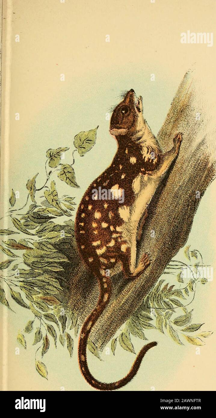 Un livre à main pour la marsupialia et monotremata . {Dasyurus viverrinus et D. geoffroyi), dans lequel les patins distincts et striés manquent sur les semelles des pieds, sont pro-bablement beaucoup moins arboriaux que les autres, puisque les organes en ques-tion semblent être développés/an/^j-jw avec les puissances scansoriales de leurs possesseurs. Obnoxious, et en même temps bien connus, pour les colons en raison de leurs dépredations à thehen-roost et à la colombe-cot, les Dasyures peuvent être considérés jouer en Australie le rôle des Martens et Des Weasels inEurope, car ils subsistes très largement sur les oiseaux et, aux oneseas Banque D'Images