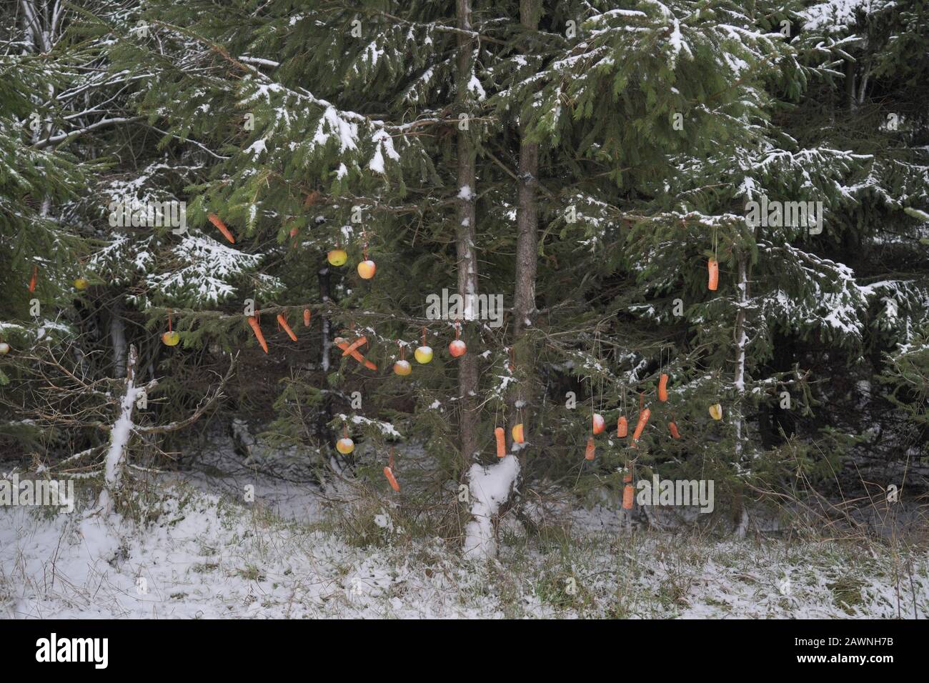 Arbre en hiver décoré avec des fruits et des légumes à nourrir faune en hiver Banque D'Images