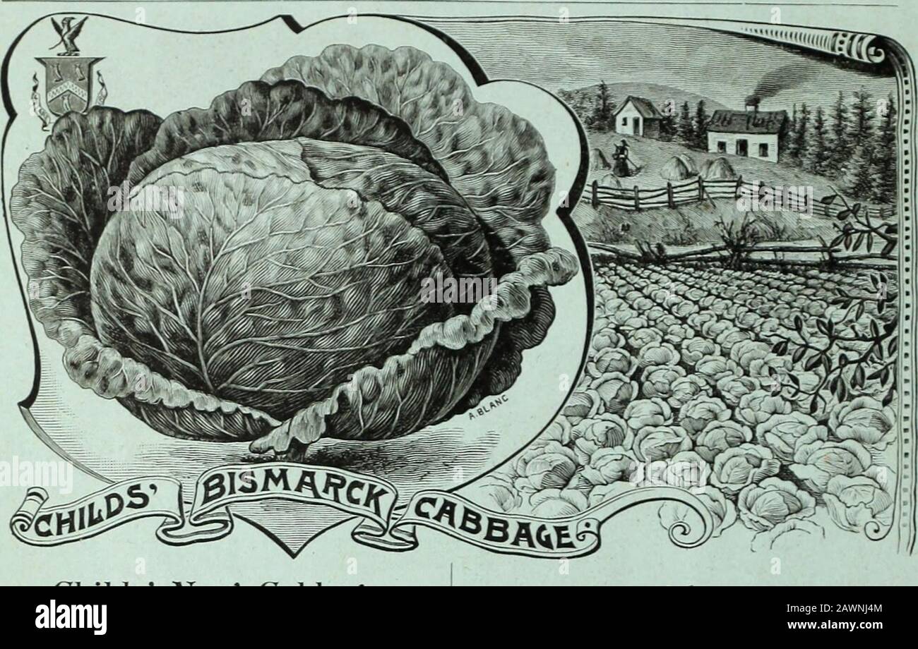 Catalogue de semences, d'ampoules et de plantes de printemps pour 1890 . ARACHIDE. SUCRÉ TÔT. Arachide, sucré précoce. Ce Peanut le plus excellent est si tôt qu'il peut être cultivé dans l'État d'Inany ou au Canada. Avec nous il mûrit en août et produit une bonne récolte. Les noix sont petites, très compactes et lourdes avec une coque mince, et de la plus douce et la plus déliciousqualité. Nettement supérieure aux plus grandes et plus grossières. Itrend mais peu haut, et les plantes peuvent se tenir trois à quatre dans les exercices. C'est une plante la plus intéressante à cultiver le Nord, où la culture d'arachide est inconnue, et va prouver un intérêt particulier pour le Banque D'Images