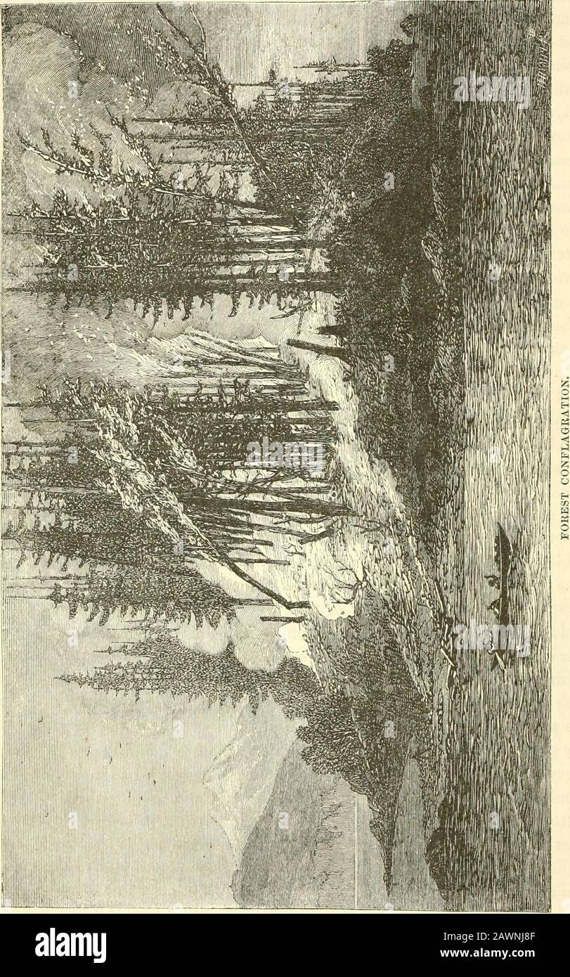 Les mondes polaire et tropical: Une description de l'homme et de la nature dans les régions polaires et équatoriales du globe . y loup, ou le cri de houarse de certains oiseaux solitaires de proie, sont les seuls sons qui perturbent jamais la repose de ces terribles solitudes. Lorsque l'ouragan tropical balaie les forêts vierges, il éveille un millième de voix d'alarme, mais la tempête arctique, aussi furieux qu'elle puisse exploser, appelle rare-t-il un écho des nuances lamentables des pins du nord. À un seul égard, seules les forêts et les marécages des régions du Nord vivent avec eux une inabondance de vie animale Banque D'Images