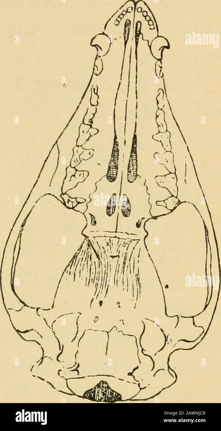 Un livre à main pour la marsupialia et monotremata . &lt;UX^. H4 ^Ki;-..^^^ Banque D'Images