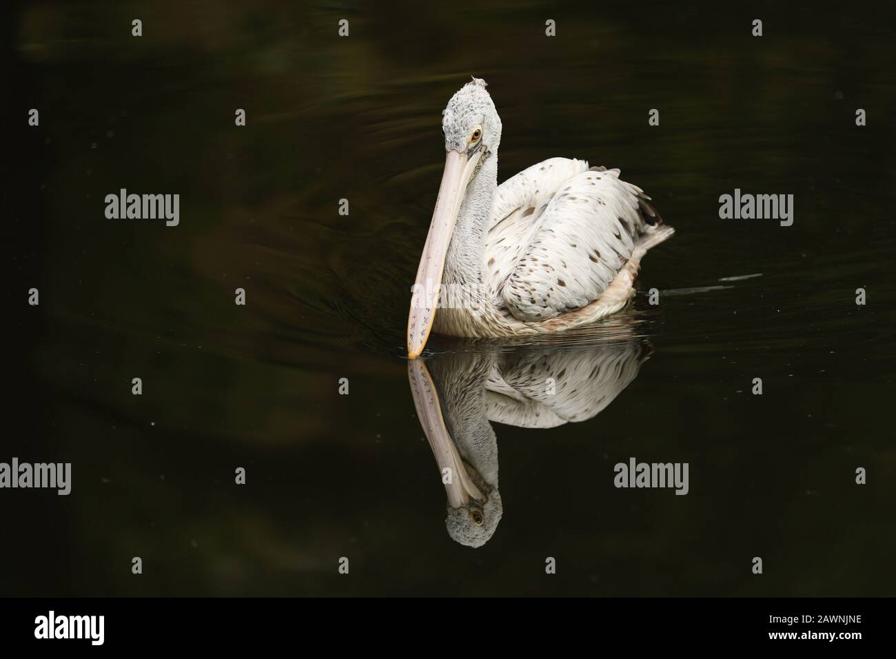 Dalmate pélican - pelecanus crispus - miroir sur l'eau noire Banque D'Images
