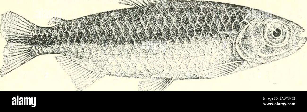 Catalogue des poissons d'eau douce d'Afrique dans le musée britannique (Histoire naturelle) .. . Congo, Zool. I. p. 130, pi. XLVIII. Fin- 2 (1000) et Poiss. Basses. Congo, p. 153 (1901).Alestes natalensis, Bouleng. Ann. Et Mag. N. H. (7) XIV. 1904, p. 155. Profondeur du corps égale à la longueur de la tête, 3 à 4^ fois en longueur totale.tête deux fois plus large, un peu plus long que profond ; museau court-que l'œil, qui est latéral et 3 fois en longueur de tête; adipeux eyelid ALESTES. 205 féebly développé; région interorbitale modérément convexe, sa largeur 3 fois en longueur de tête; maxillaire n'atteignant pas belo Banque D'Images