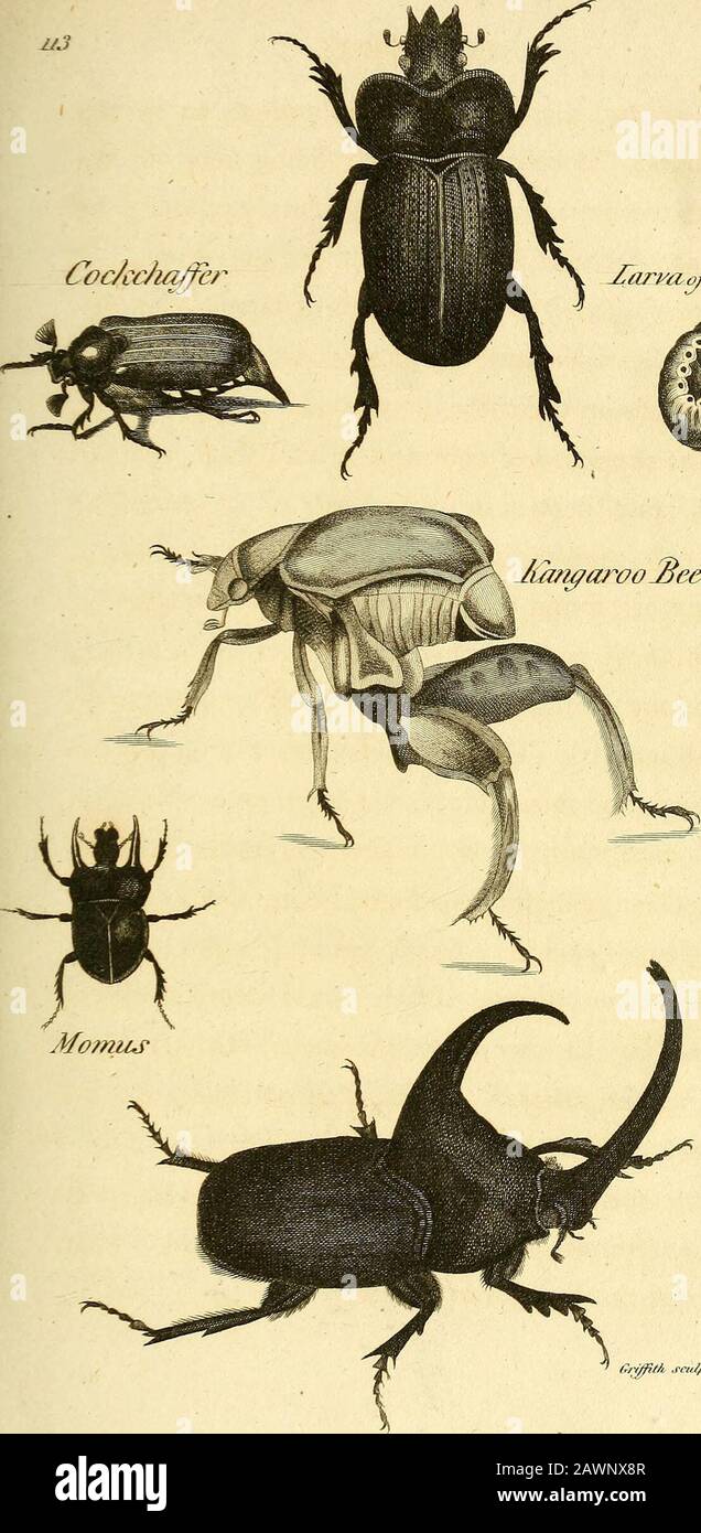 Les cours zoologiques donnés à l'institution royale dans les années 1806 et 1807 . llawishrwhite larve, d'une apparence désagréable, qui réside sous le sol, et se nourrit des racines du maïs et d'autres graminées, et est censé continuer au moins trois ans dans cet état befoT-e il donne naissance à l'insecte complet. Parmi les., Exotic Scarabaei ou Beetlesmany sont trouvés d'une taille gigantesque en comparaison avec les espèces qui sont indigènes de l'Europe; certains mesurant quatre, cinq, ou même six pouces de longueur totale. Le genre est aussi extrêmement ex?tensif, et si singulier est l'apparence de beaucoup,tha Banque D'Images