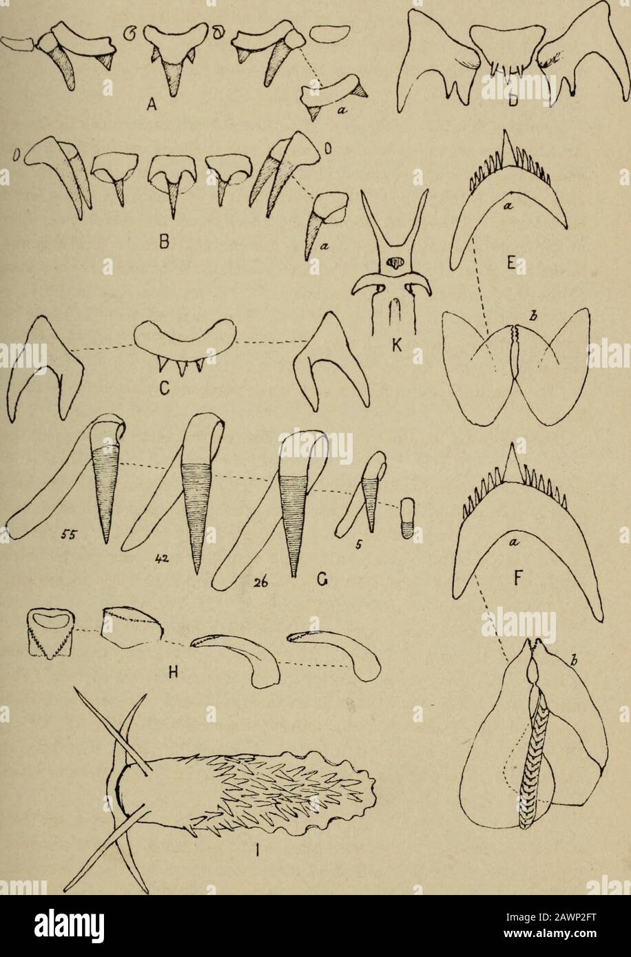 Transactions de la Société royale de Nouvelle-Zélande . et Oval. (PI. VI., fig. B.) le dessin provient d'un très petit spécimen obtenu à Dunedin.Euthria lineata. Dentition. La dent centrale est presque deux fois plus large, avec trois denticules tranchants sur la surface antérieure supérieure. Les Thelelaterals ont un long cercle incurvé à l'extérieur et deux petits closetoéther à l'intérieur. Ils se trouvent près de la dent centrale. (PI. VI., fig. D.)le noyau de l'opéculum est apical, formant l'apex. Le tirage a été fait à partir d'un spécimen d'un pouce de longueur, intermédiaire entre varietiesA. Et 0. C'était l'obt Banque D'Images