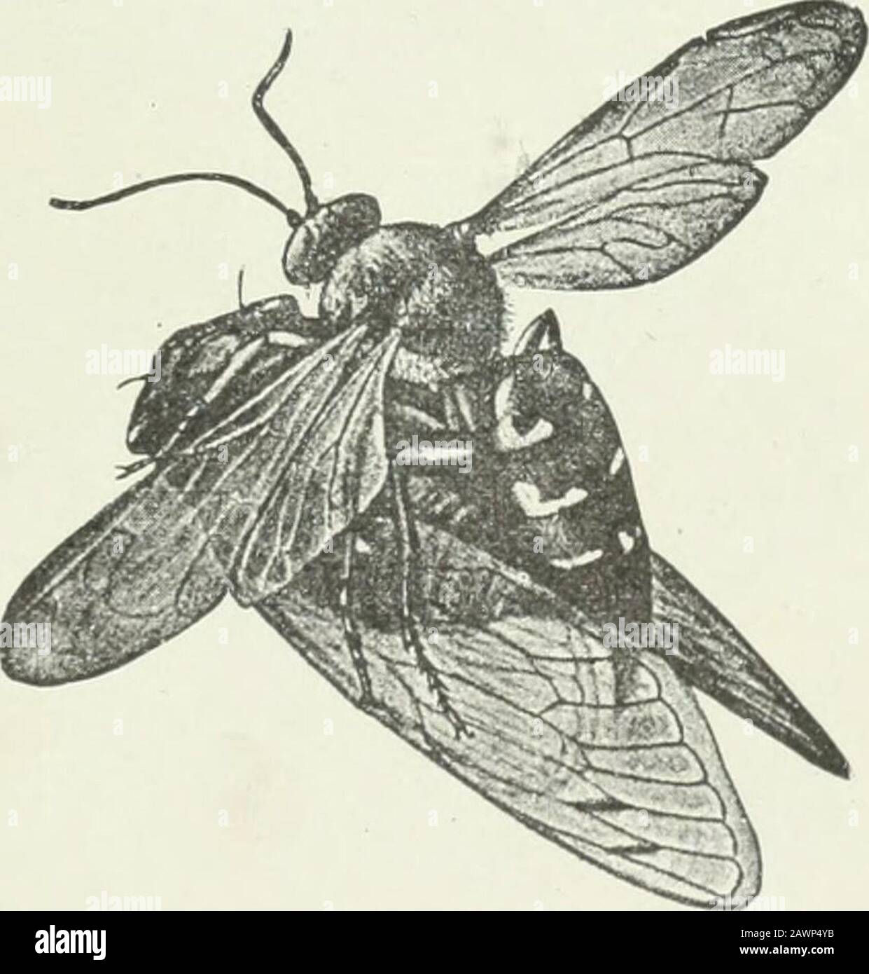 Entomologie économique pour l'agriculteur et le producteur de fruits : et à utiliser comme un livre de texte dans les écoles et les collèges agricoles . se détestant pour regarder un spécimen de Sphe-cius speciosus quand il a une grande cicada à transporter. L'insecte est capturé et paralysé sur un arbre, le thewasp le drague le long de la branche à un certain convenentpoint, et à partir de lui vole directement le nid de towardasses possible. Parfois, sa force n'est pas suffisante pour supporter le poids, puis elle est dessinée gradu-allié au sol. Intel cas il tire à nouveau le thèsinsecte au sommet de l'arbuste someconnent ou de l'arbre, et fait un autre effort, agai Banque D'Images