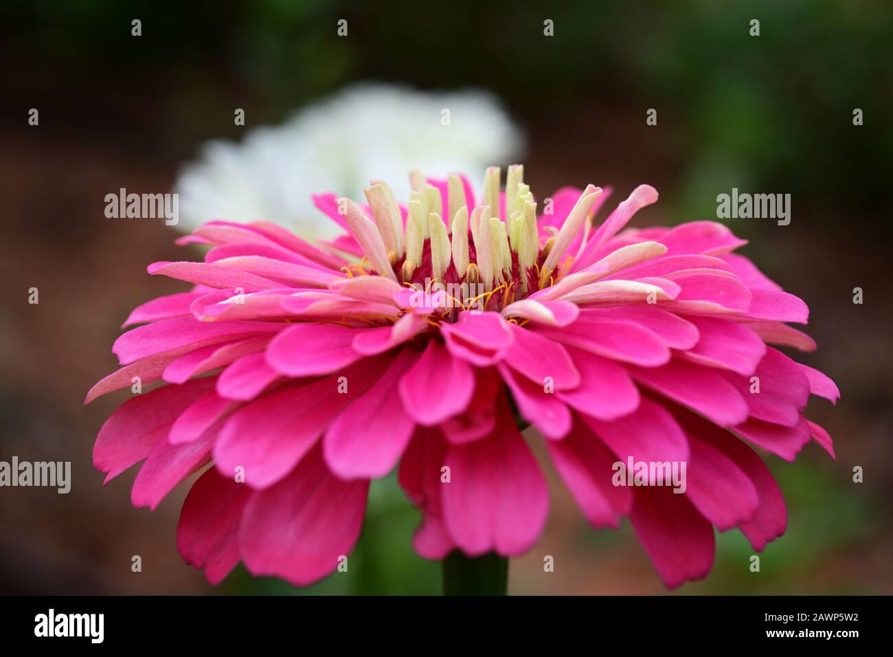 Angle de profil de la fleur de Zinnia rose. Banque D'Images