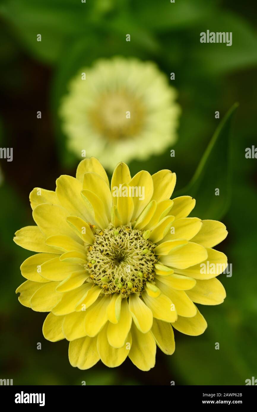 Format vertical, petite Zinnia de couleur jaune poussant dans le jardin Banque D'Images