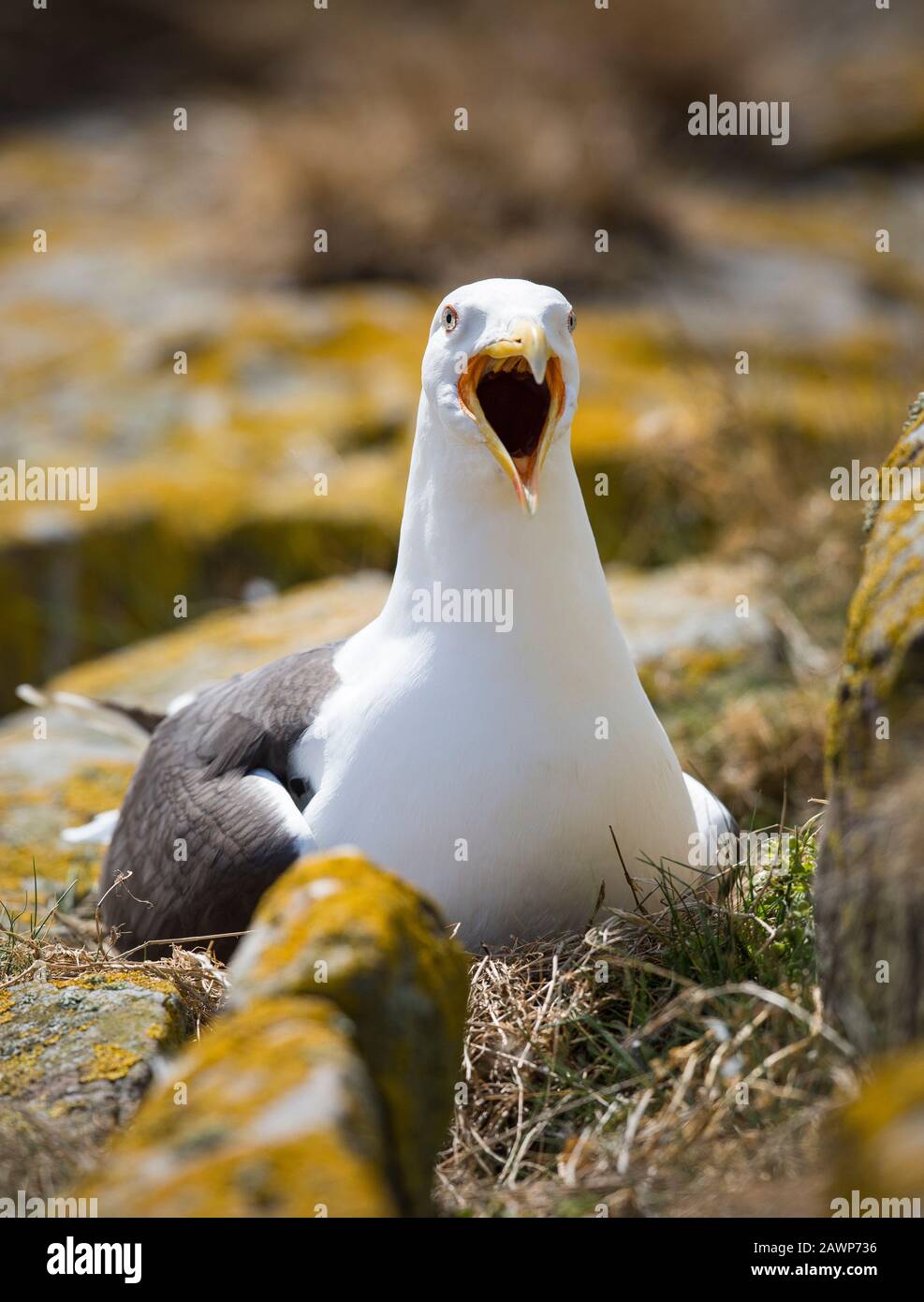 Un grand papillon noir, Larus marinus, s'est assis sur des œufs sur le nid. Prise sur l'île de Staple dans les îles Farne. Une nouvelle nature de Trust National. Banque D'Images