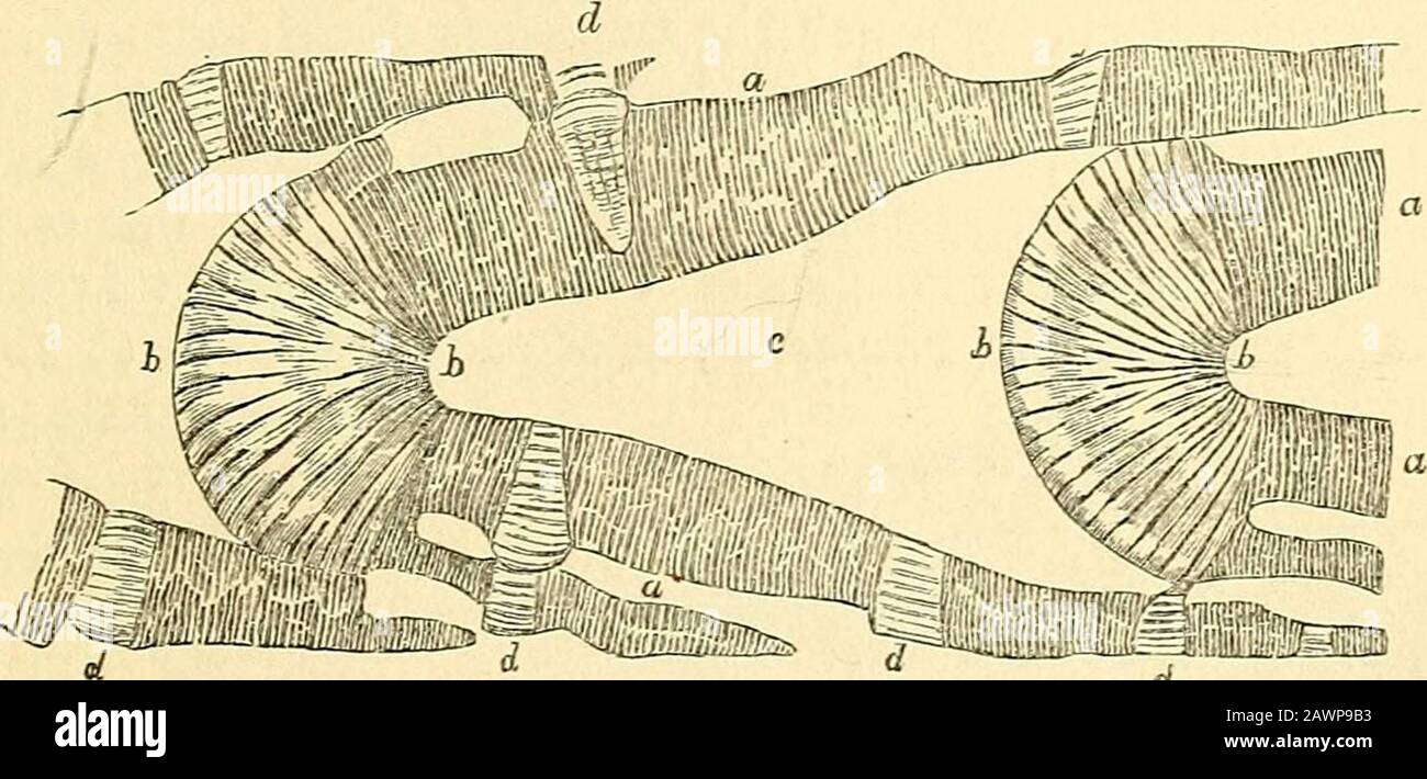 Le microscope et ses révélations . ove et ci-dessous, non seulement par son propre shellycouvrir, mais par trois couches supplémentaires formées par le pro-longation des investissements de shelly des baleines externes; et de la même manière, l'intérieur des chambres ici repré-sented (que le plus proche e) Est ench)sed par neuf couches au-dessus et en dessous, en plus de celle par laquelle il est lui-même couvert, ces STEUCTURE DE NTjMMULITE. 751 neuf couches étant des extensions de la couverture des neuf ^vhorlsqui l'entourent. Malgré cela, les chambersare intérieurs sont donc si profondément enterrés dans la masse d'investir des baleines, encore Banque D'Images