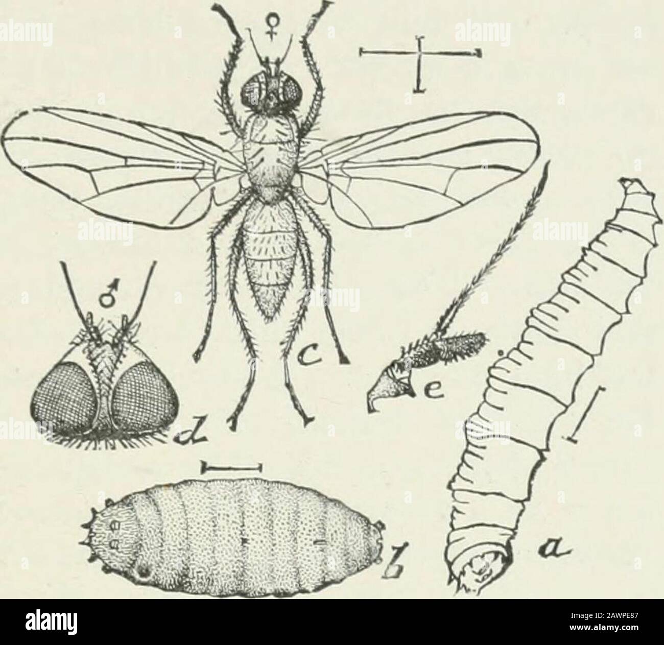 Entomologie économique pour les agriculteurs et les producteurs de fruits : et à utiliser comme livre de texte dans les écoles et les collèges agricoles . Larve de corne-mouche, détails istructuraux, 3 L'INSECTE UOKLD. 361. Choux-magf^ot, Phoibia brassiccr.—a, larva; b, pupa,c, adulte; &lt;/, sa tête; e, antenne. Préjudiciable au chou et au chou-fleur, ainsi qu'aux oignons, aux rad-ishes, aux navets, aux betteraves et autres plantes racinaires, alors que d'autres espèces attaquées comme celles des melons de maïs et même ^- 4^. OC-casély, au lieu d'attaquer les racines, les themaggots sont fondateurs dans des feuilles d'orcharny épaisses, puis ils makemines ou galle Banque D'Images