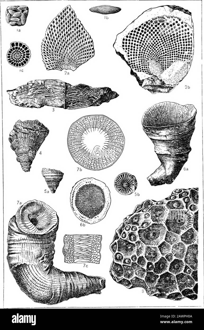 [Rapporte voli-XIII] . rous, Measnres du charbon supérieur. Fig. 2 prises femelles 103 2 A... Surface de l'échantillon montrant des ouvertures de cellules rhombiques.2 b. Section intérieure. (Mas. Mo. Geol. Sur.)Silurien, Calcaire De Trenton. FIA 3 Stromatopora expansa 104 Dévonien, Hamilton calcaire. (Mus. Mo. Geol. Sur.)Fig. 4 Cyaihohyllum Cornicula 105 Calcaire Dévonien. (Mus. Mo Geol. sur.) AxopKyUwm grossière 107 Vue Latérale d'un spécimen typique. (Collection Hare.)Aspect identique de ci-dessus.(Jarbonilfide, Mesures du charbon supérieur. Cyaihohyllum glabrum 105 aspect latéral du spécimen de type. (Mus. Mo. Geol. Sur.) • Sec. Transverse Banque D'Images