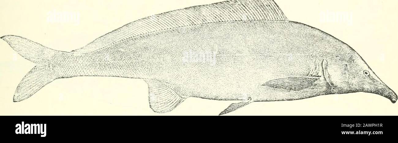 Catalogue des poissons d'eau douce d'Afrique dans le musée britannique (Histoire naturelle) .. . j^^^^^?l. 1-3, 4. (Typos ofjM. Loiu/ipinnis.) 5-6. Hgr. et yg. 7-0. Hgr. & yg.10, 11. Ad. & hgr.12. Ad. 13-14. Ad. & hgr.15. Skel.1&lt;). Ad.17. Hgr.18-21. Yg.22-23. Ad.24. Hgr.25-28. Hgr.29. Ad. Mormyrus cascldve,Khartum (F. N.). . Nil Inférieur. Dr Riippell (C. Nil au Caire. Nil près du Caire. Beni Sonef, Bas Nil. Entre Beni Soief Et Biba. Capitaine S. Flower (P.).L. Loat, Esq. (C). Biha, Bas Nil. Lahun, Bahr-el-y^usef. Près De Luxor. Khartum. Nur-Ed-Daim, Nil Blanc. Fashoda, Nil Blanc. Bouche de la Banque D'Images