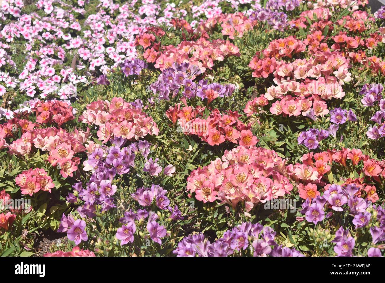 Fleurs roses et violettes fleuries dans le cimetière du mont Herzl à Jérusalem Banque D'Images