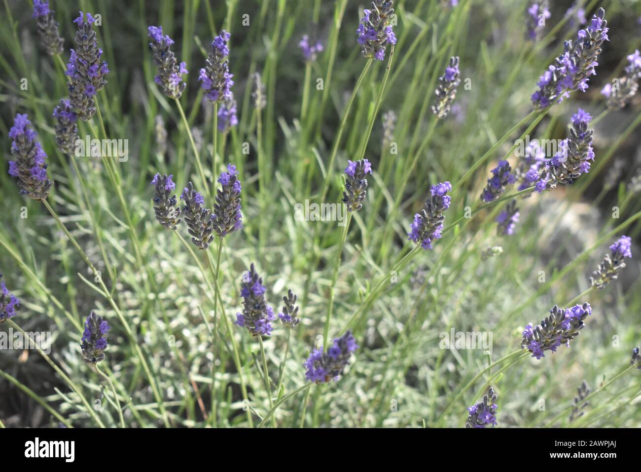 Champ de lavande de Lavandula fleuri dans le cimetière du Mont-Herzl à Jérusalem Banque D'Images