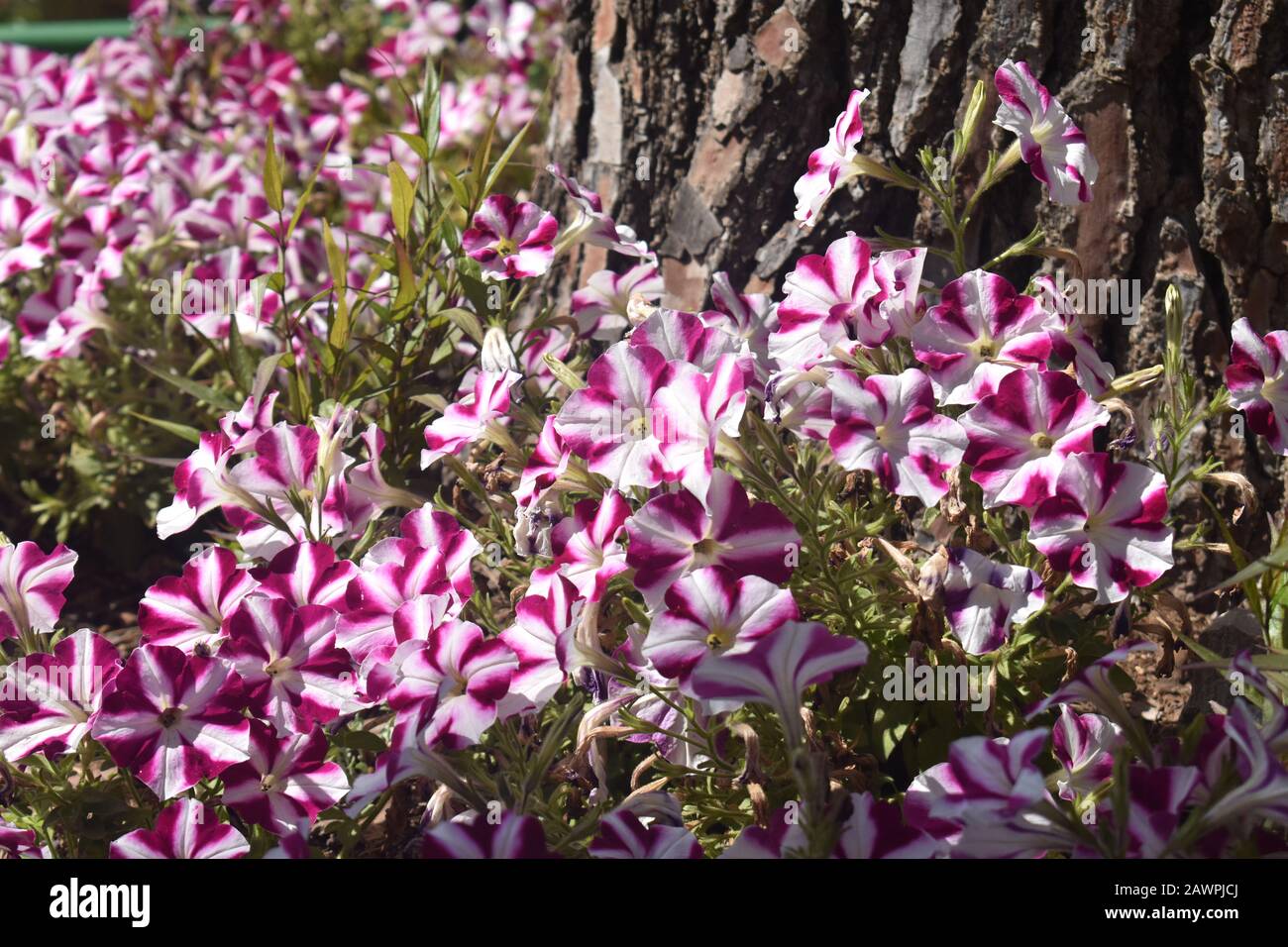 Champ de pétunias en pleine floraison dans le cimetière du Mont Herzl à Jérusalem Banque D'Images