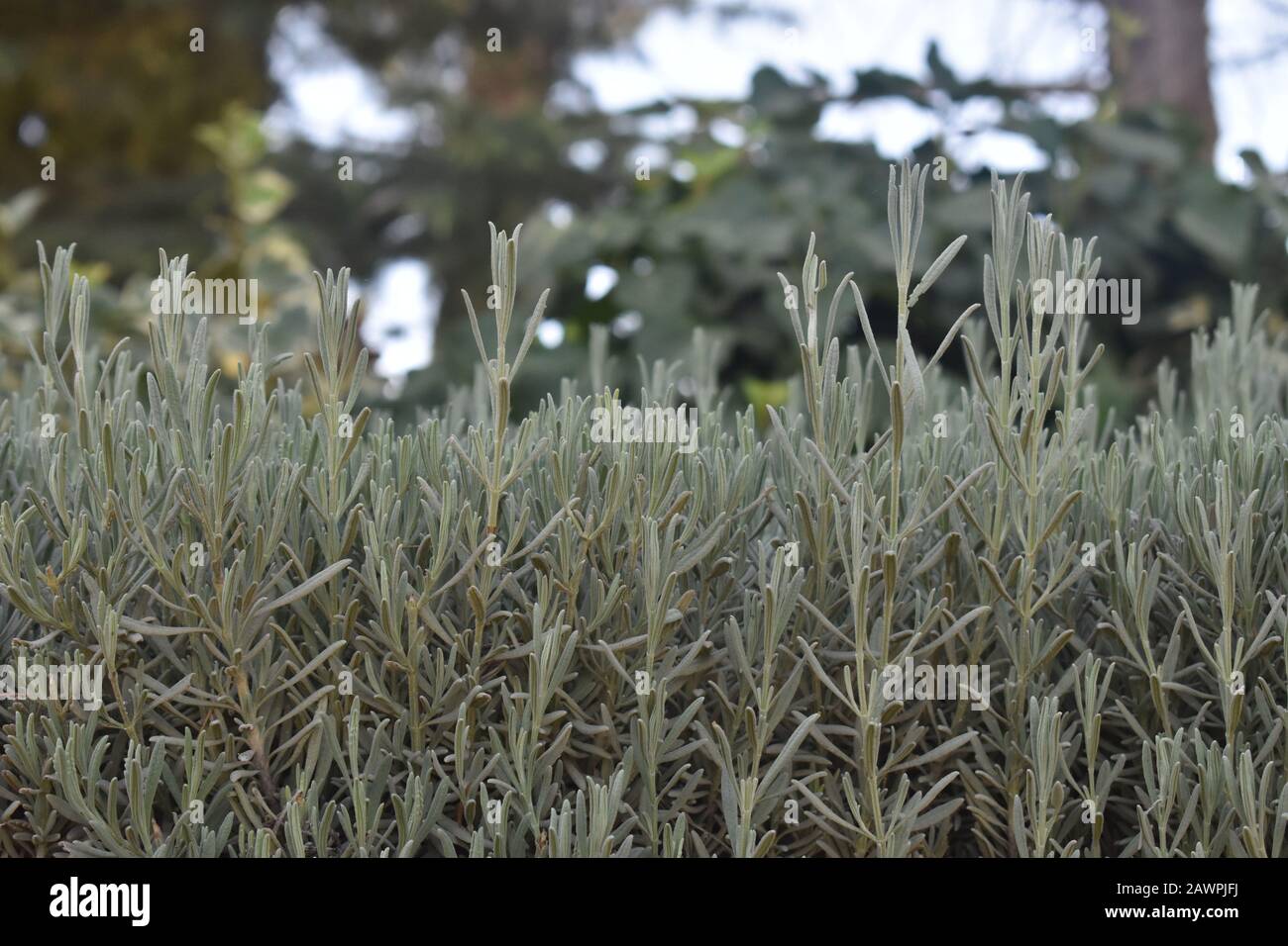 Champ de lavande de Lavandula dans le cimetière du mont Herzl à Jérusalem Banque D'Images