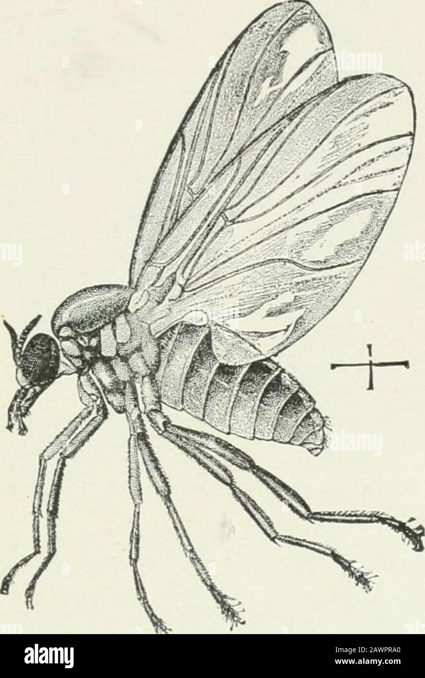 Entomologie économique pour les agriculteurs et les producteurs de fruits : et pour une utilisation comme un livre de texte dans les écoles et les collèges agricoles . les otures, vivant sous l'eau assez rapidement flowingstreams, accroché aux roches, aux bâtons, ou aux billes, et à l'aliment pour les légumes. Theyare meublé avec des structures sucker-likestructures aux deux extrémités, par le biais de laquelle ils s'accroissent à leur lieu de repos, et se déplacent de place en place, respirez à l'aide de branchies trachéales. Dans des localités favorables, ces insectes peuvent se développer en nombres enorgés, et, volant dans la lumière vive du milieu de la journée, attaquer un animal à sang chaud qui vient à leur manière Banque D'Images