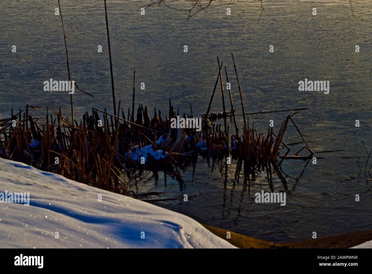 Hiver Scenic Still Life Of Marsh Végétation, Le Texas Panhandle. Banque D'Images