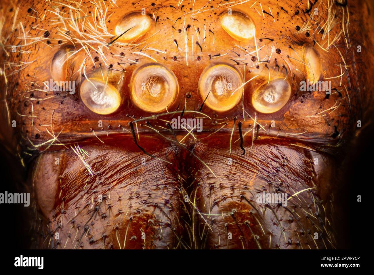 Portrait d'une araignée de Weaver de filet agrandi 20 fois Banque D'Images