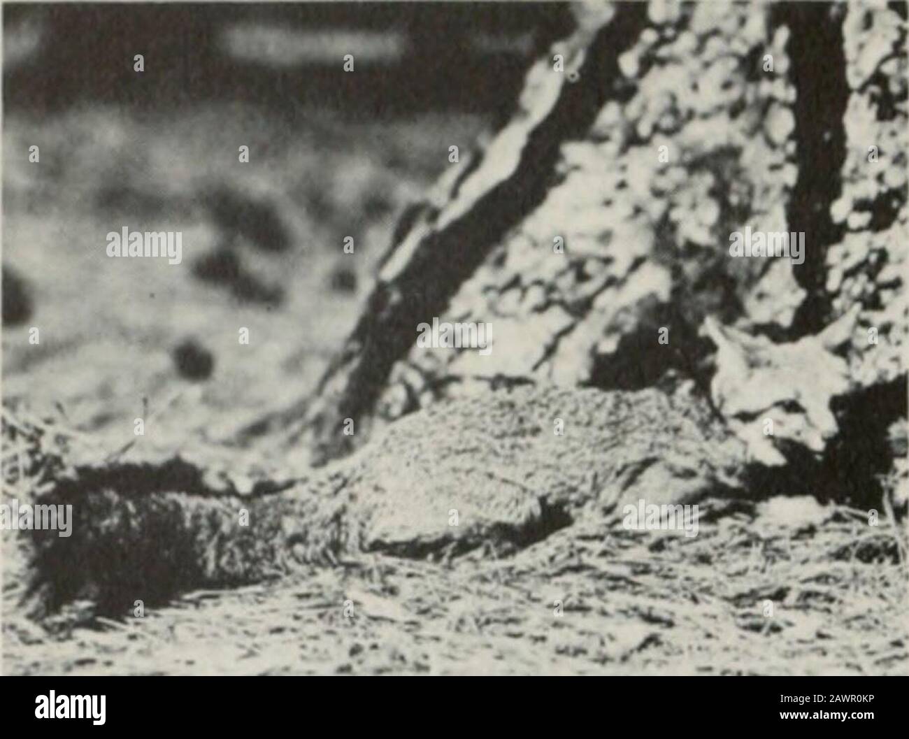Notes de nature Yosemite . De la caste par M. V. HoodTracks de renard gris, à gauche, et coyote, à droite. Crayons de six pouces. 82 NOTES DE NATURE YOSEMITE. .. Gris F. Notez la queue à bout noir. OWS début 1952. Le renard gris est souvent confondu avec cette espèce en raison des portions rougeâtres de la couche. Les parties supérieures du renard rouge sont un jaunâtre et il a une grande queue bushy avec une pointe ablanche. Cette espèce produit la croix, sil-ver et noir. Phases associées aux renards rouges ailleurs. C'est un denizen des élévations supérieures et se trouve plus com-monly à l'est de la crête, à l'extérieur du parc.Il est plus engourdi Banque D'Images