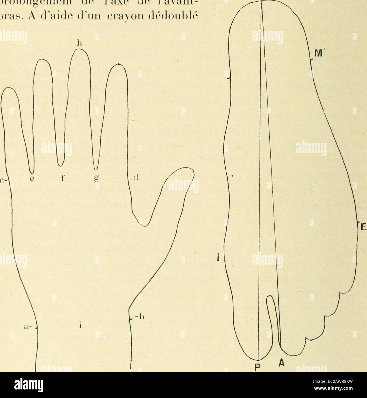Sécurité d'hygiène . , par exemple à unniveau déterminé davance, le sujet penne la tête de fçon à mettrón plan horizontal parallaxe à celui de la caisse verticale de linstru-ment. Loférer suii avec laiguille de la branche ceptrice delinstrument le contour à reproduire, qui sinscrii par lintermediairedu crayon de la branche inscrit sur une feuille de papier fixéeà laide de punaises à la caisse. Le sujel dil naturellement est immo- 32 R. ANTHONY. — ANTHROPOGIE PHYSIQUE. Bile pondant lopération. Ainsi quil la été, on ne dit pas seservir, pour prendre les contours céphaliques, Banque D'Images Sécurité d'hygiène . , par exemple à unniveau déterminé davance, le sujet penne la tête de fçon à mettrón plan horizontal parallaxe à celui de la caisse verticale de linstru-ment. Loférer suii avec laiguille de la branche ceptrice delinstrument le contour à reproduire, qui sinscrii par lintermediairedu crayon de la branche inscrit sur une feuille de papier fixéeà laide de punaises à la caisse. Le sujel dil naturellement est immo- 32 R. ANTHONY. — ANTHROPOGIE PHYSIQUE. Bile pondant lopération. Ainsi quil la été, on ne dit pas seservir, pour prendre les contours céphaliques, Banque D'Images