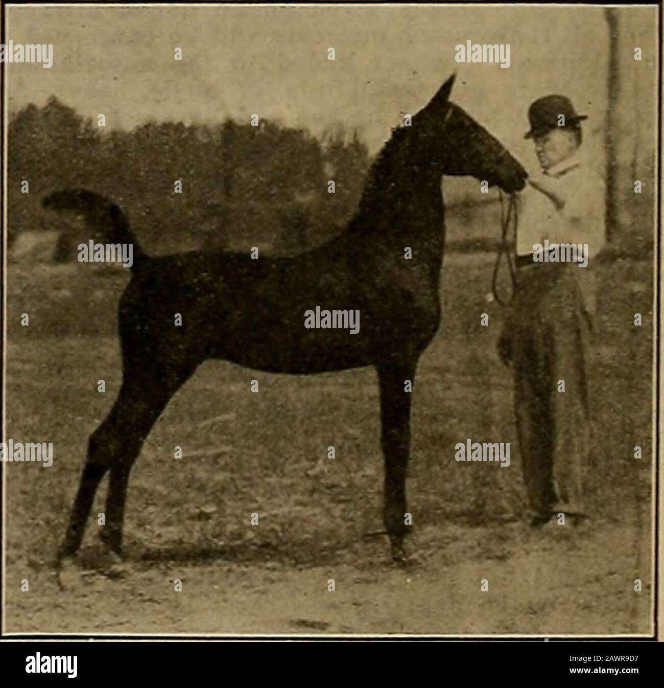 Éleveur et sportif . e Chef et Roi sang et les mérites et le type de la famille. Vous pouvez voyager sur une douzaine de comtés dans Ken-DOUK et choisir ces chevaux par leur caractère-istics dès que vous les voyez. Ici, nous avons un cheval de taille, substance, finition, disposition, action, vitesse, sang et type. Il est vrai que le type n'a que des générations de reproduction derrière lui, mais c'est là un caractère uniforme pour forcer la reconnaissance. Voici une base pour construire notre utilitycheval national sur. Le gouvernement a trouvé une librairie de clous et n'a enregistré que des étalons et des mares d'approvedtype et de reproduction Banque D'Images