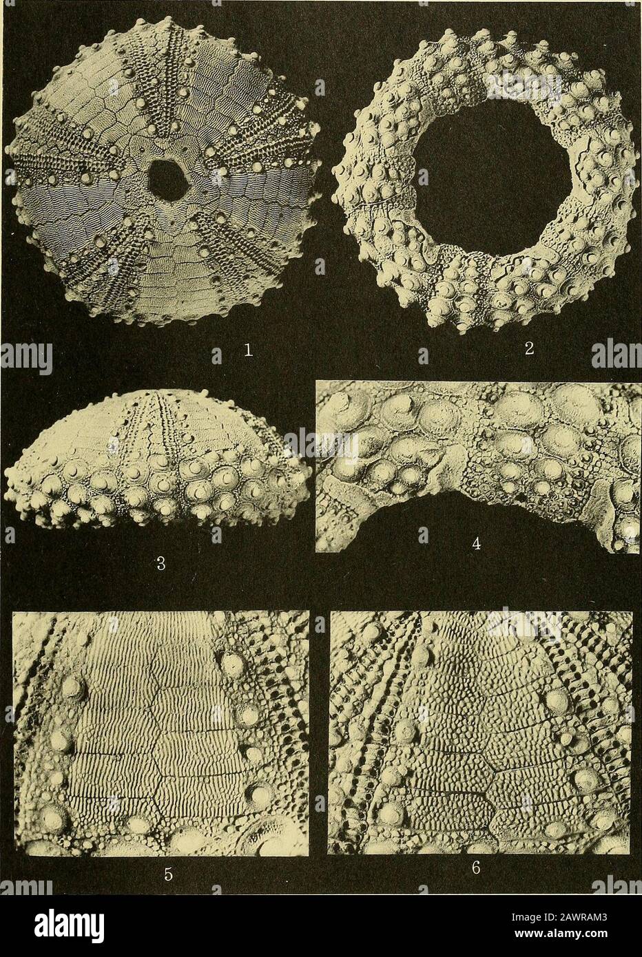 Collections diverses Smithsonian . .M. 648161 du caloosahatchee forma-tion, emplacement 6, X 1. 5, côté Droit de l'holotype, X 1. 6, vue du péristalte de l'échantillon sur la fig. 4, X 1. No 5 ÉCHINOÏDES TERTIAIRES DE LA FLORIDE—KIER 63 plate 17 PageRhyncholampeverglaensis (Mansfield) 48 1, vue apicale de l'URSS 648145 de la formation de Tamiami,loci. 9, X 1. 2, vue Du côté Droit de U.S.N.M. 648146 du Tamiami forma-tion, emplacement 9, X 1. 3, système apical de U.S.N.M. 648147 de la formation de Tamiami,loci. 9, X 7. 4, Floscelle de U.S.N.M. 648148 de la formation de Tamiami,loc. 9, X 4. 5, vie Adorale Banque D'Images