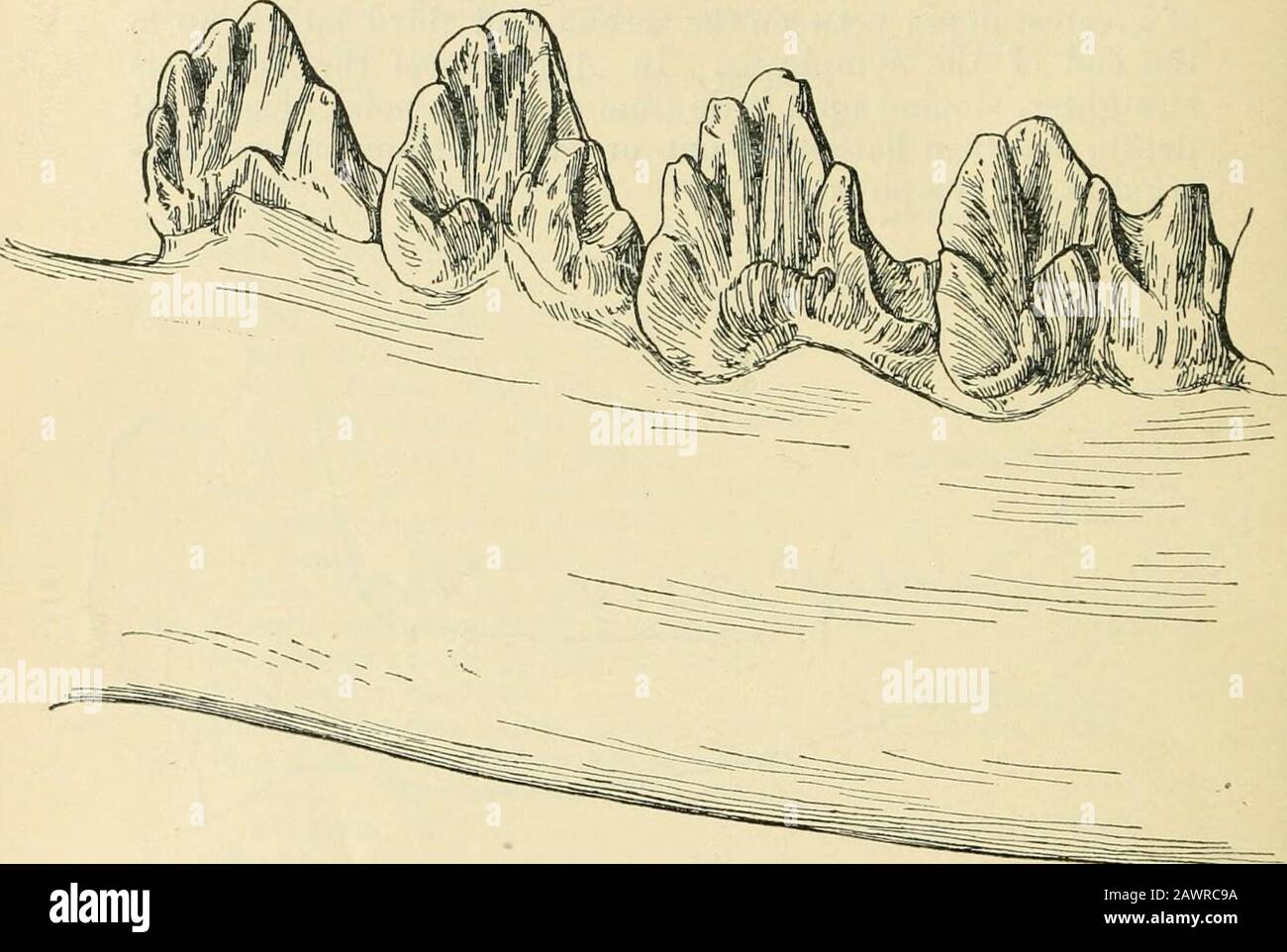 Les annales et le magazine de l'histoire naturelle : zoologie, botanique et géologie . sition est marqué par la flèche dans la figure. Devant cette dent la bordure alvéolaire est extrêmement mince, à bords tranchants, et sans trace de dents ou o( anysockets pour les contenir. Il semblerait que cet animolle d'animosité dans cette région ou d'autre avait les dents muchréduit, car il n'y a guère assez de substance au bord &lt;»tla mâchoire pour porter une incisior de taille moyenne telle que est fondamentale dans le genre Ancodon en général. La position de la première prémolaire proche de la seconde est aussi un point de différence. * Et Banque D'Images