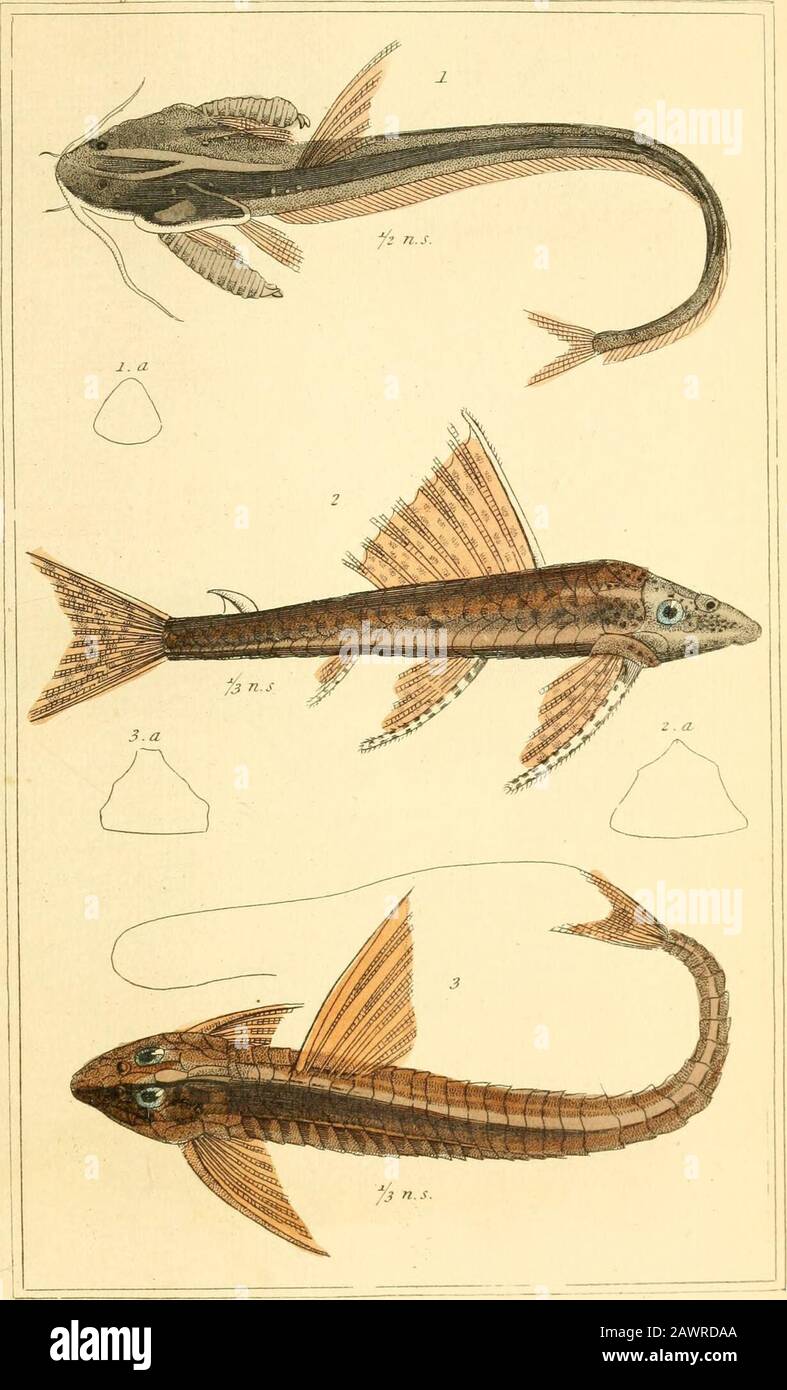 Le royaume animal, organisé selon son organisation, servant de base à l'histoire naturelle des animaux : et une introduction à l'anatomie comparée . l.IorfXis h&lt;jad. (Rfff:,i- Cuv 2.Mmijih, f the HxLLeXaif^ ffloclui. Tliv. .i-V,i/.3 riotosus „7 HU.,l,ri.&lt;. R„y.i-LW. L. ( ullirlllrvrs Um^pyil^s Iuv. A- V.i?. 1, ml.m 611 ai, lrs, m. 2.IUS,riley ^iiui/vaZJSTiijdffm Fisc^s.Fl.64. 1. Aspredo octocirnis. Fiiv. 2. FfiT&gt;ostoiiius pl^iosbrrvus. Otv.3. I.oi-ixaiia (,itxif&gt;liTiut7i. Zin. CUV. LAN^H:kHenderscn, 2. (UJ JfinUv. Tous les 1771 al JStnejiLm / poissons.Ft. 65. Banque D'Images