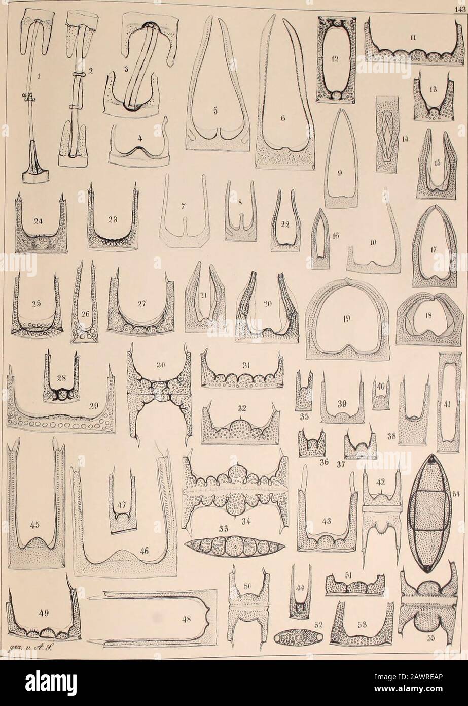 Atlas der Diatomaceen-Kunde. Ngt., 17. Hors, 18—22. Springt., Fern, Alatus Grev.23—2.». Springt. Poupe. Polycistinorum E.30. Barbados, Cambr. (Joynson), 31. Springf., 32—34. Mors; verschiedene Formen von Bern, polymorphus Grunow. Welcher aber nach Witts Ansicht identisch ist mit Hern. Proteus Heiberg. I»i&gt;- letztere Benennung hätte dann das Recht der Priorität.35. 36. Mors, kleine Formen von Hem. Polymorphus var. Frigida Grunow (entsprechend der Abb. Dans Franz Jos L T. II, 47. 49), welche offenbar den vorigen nicht angereiht werden können.37—41. Mors, nach Witts Ansicht zu Hem. Weissii Grun Banque D'Images