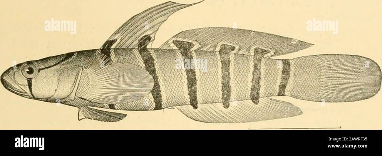 Poissons . Fig. 585—Esmeralda de Mar, Golnnelhix ocennicus (Palla.s). Puerto Rioo. La partie supérieure de la nageoire pectorale. Mapo sopot at ou Swarmsabout récifs de corail dans les deux Indes. Gobionelliis oceanicus, les 4 Gobioidei, Discocephali, et Tasniosomi 673 esmeralda ou poissons émeraude, est remarquable pour son corps mince et la tache verte sur sa langue. Gohiosoma alipidotiimand d'autres espèces sont sans écailles. Barbulijer ceuthaicus vit dans les cavités des éponges. Coryphopterus similis, un petit goby, essaims dans presque tous les ruisseaux du Japon. L'espèce de Ptero-. Fig. 586 —Pterogobius daimio Jordan IT Snyder. Mis Banque D'Images