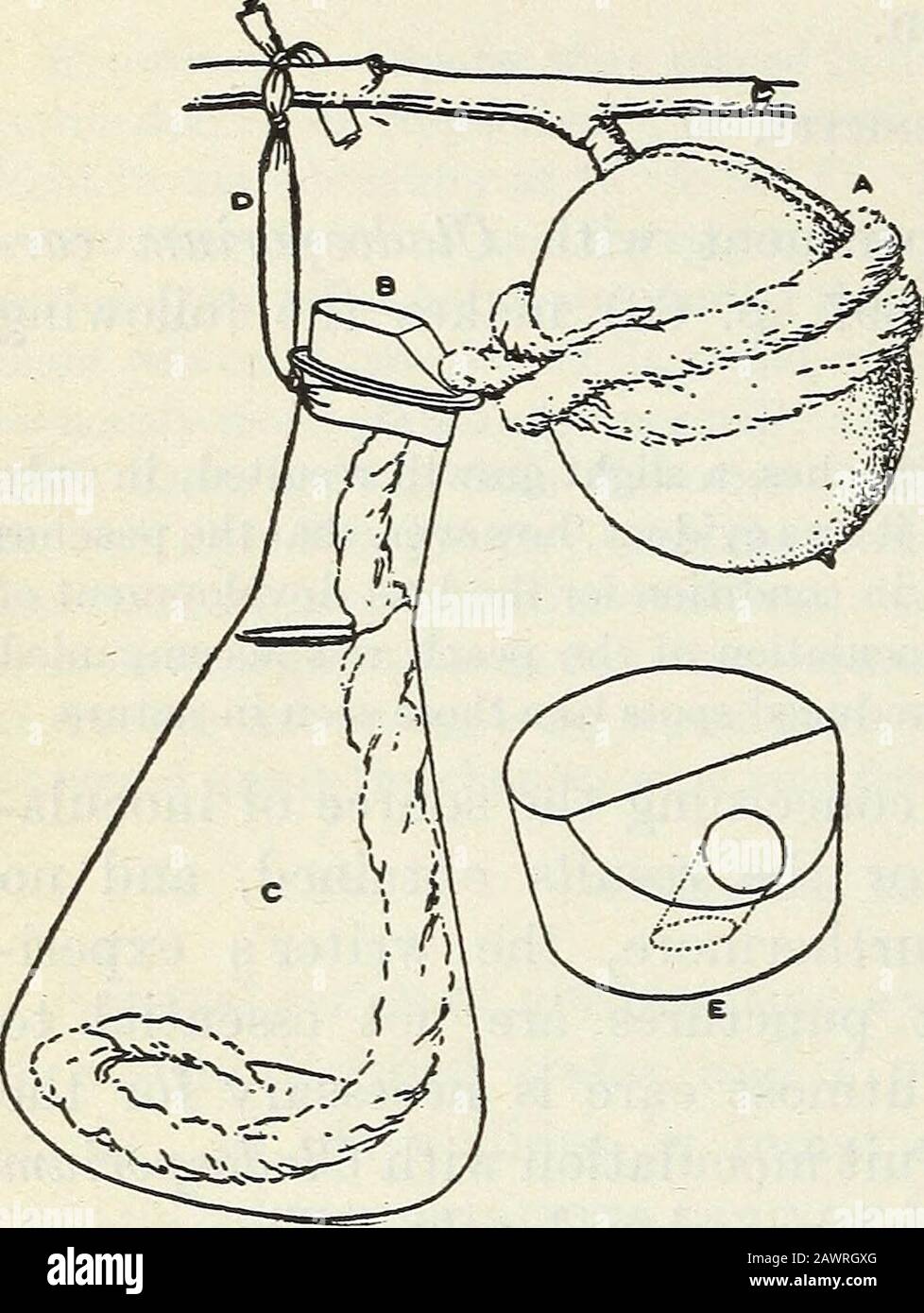 Pêche scab et son contrôle . roved plus désirable, comme ils sont morecapacious et rendent l'appareil plus compact. Avec l'appareil utilisé, il a été jugé possible de garder les inoculations de brindilles humectées pendant deux semaines sans remplissage, tandis qu'une zone humide trois quarts de pouce de large pourrait être maintenue environ un pouce de lh de pêche dans le diamètre pendant quatre jours.Le récipient est rempli facilement en retirant le liège, sans perturber l'arrangement de la partie supérieure de la mèche. Pour plus de commodité, il est particulièrement avantageux de permettre à la mèche d'entrer dans le conteneur d'un côté Banque D'Images