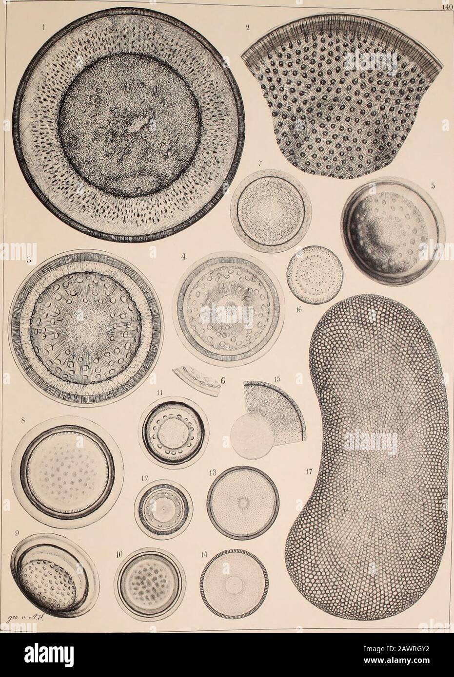 Atlas der Diatomaceten-Kunde . zu benennen salaire, weil ich, offen gestanden, im Zweifel bin, unter welches Genre ich sie stellen soll. 3. S. Monica (Timm), hochgewölbt, Podosira variegata A. S. 4—6. N. Celebes (Gründl.), hochgewölbt; nach einem schrägliegenden Px. (6.) zu urtheilen, rühren die Flecke von auf beiden Seiten convexen Verdickungen her. Podos. Variegata A. S. var. 7. Monterey (Gründl.), etas gewölbt; das grosse, von einem hellen Ringe umschlossee, Mittelfeld v«m gelbbrauner Färbung. Hyalodiscus reticulatus A. S.8—10. Archangelsk, sp. Von Witt zu benennen.11. 12. Oamaru (Weissfl.), P Banque D'Images