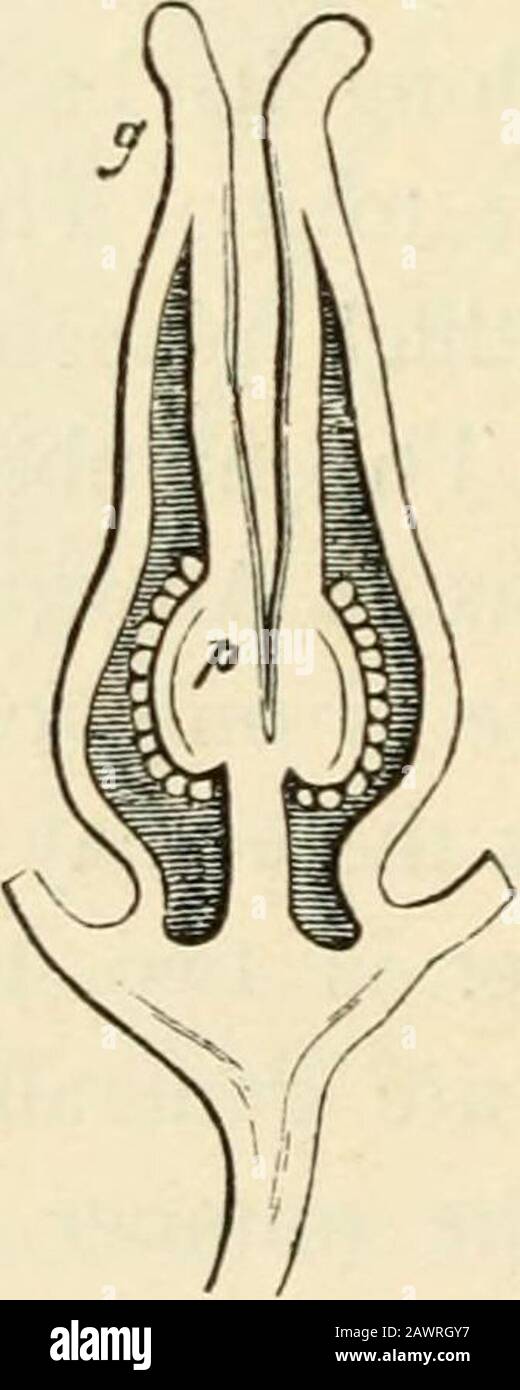 Texte-livre de botanique, morphologique et physiologique . FIG. ?i^^.—PhaseoHIS vulgaris; une section horizontale à travers le bourgeon de fleur, / calice-tube, c corolla,y^filaments de l'extérieur,a anthères du worl starainal intérieur, K carpel; B section longitudinale du charpille, avec les ovules SK et stigmate n; C, D, sections horizontales de carpelles de différents âges, SK les ovules pariétales, la g- nervure moyenne du carpel. Est dans ce cas pariétal lorsque les marges cohérentes ne sont que légèrement vers l'intérieur, asin Reseda, Viola, &c. Mais si les marges cohérentes du projet de cartels se sont favorisées vers l'intérieur, la cavité de l'o Banque D'Images