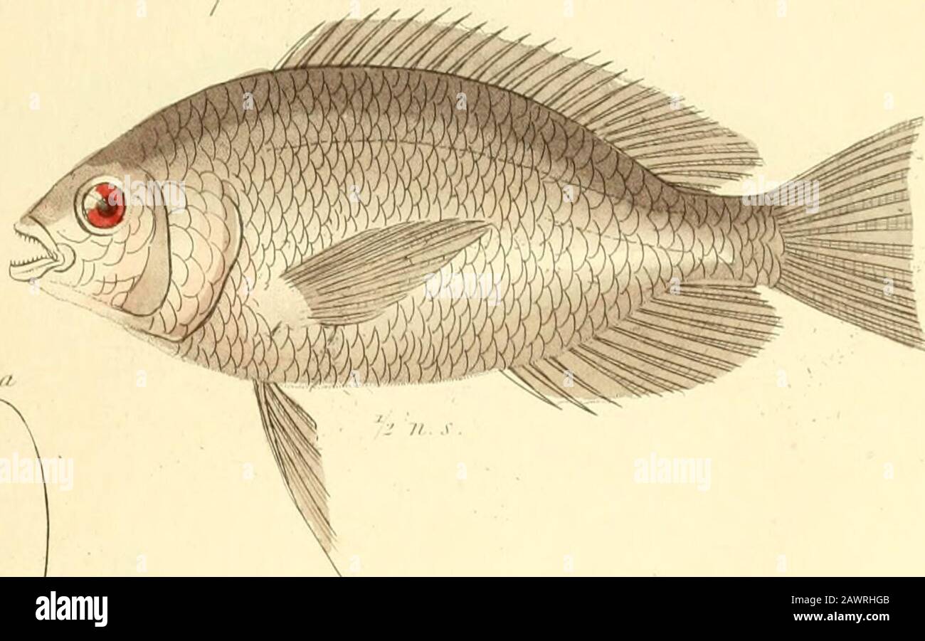 Le royaume animal, organisé selon son organisation, servant de base à l'histoire naturelle des animaux : et une introduction à l'anatomie comparée . J . SaLaiix fliSiii.r. 2 ? Soouabi-psot S&lt;iJirii.(. Jj/...-h ..• E-xot-etixs iUt7Jj. J/ir sntiitrii Flvini) lish ! IC!IT^n:0:Ecr)iirrjcn. 2 iJld HiiUy. Aniual i(7 Htfilii?ii, n.ws. !/.6n. Banque D'Images