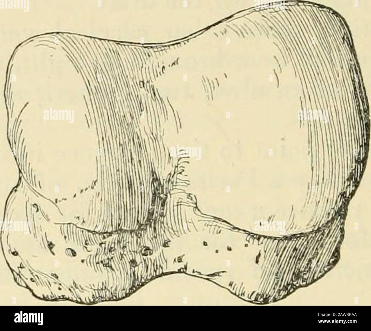 Les annales et le magazine d'histoire naturelle : zoologie, botanique et géologie . tig. 2) 375 cm. Dans la longueur UN deuxième os qui attend le développement de itzmatnx est un peu plus grand et a J longueur apparente (3) Le fémur un os fort de pilier, ayant la tête en r. 1 , co,ui3les. Iheie n'est pas une trace d'un troisième trochanter (4) Les humeri sont de 85 cm de long, 24 cm. Sur les surfaces articulaires r, 30 cm. Sur les condyTaJndges Supra, la tête étant de 24 cm. Du côté VslTndW cm. De l'avant à l'arrière (•0 L'atlas (fig. 3) est de 47-5 cm. en largeur extrême depuis l'aile, 24 cm. en profondeur de l'aile, et wi h acondyl Banque D'Images