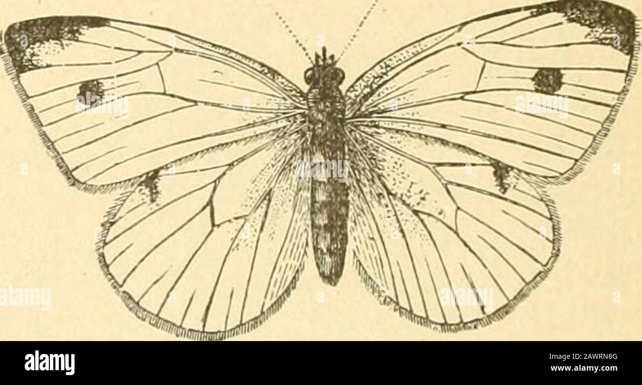 Rapport de l'Entomologiste d'État sur les insectes nuisibles et bénéfiques de l'état de l'Illinois . Banque D'Images