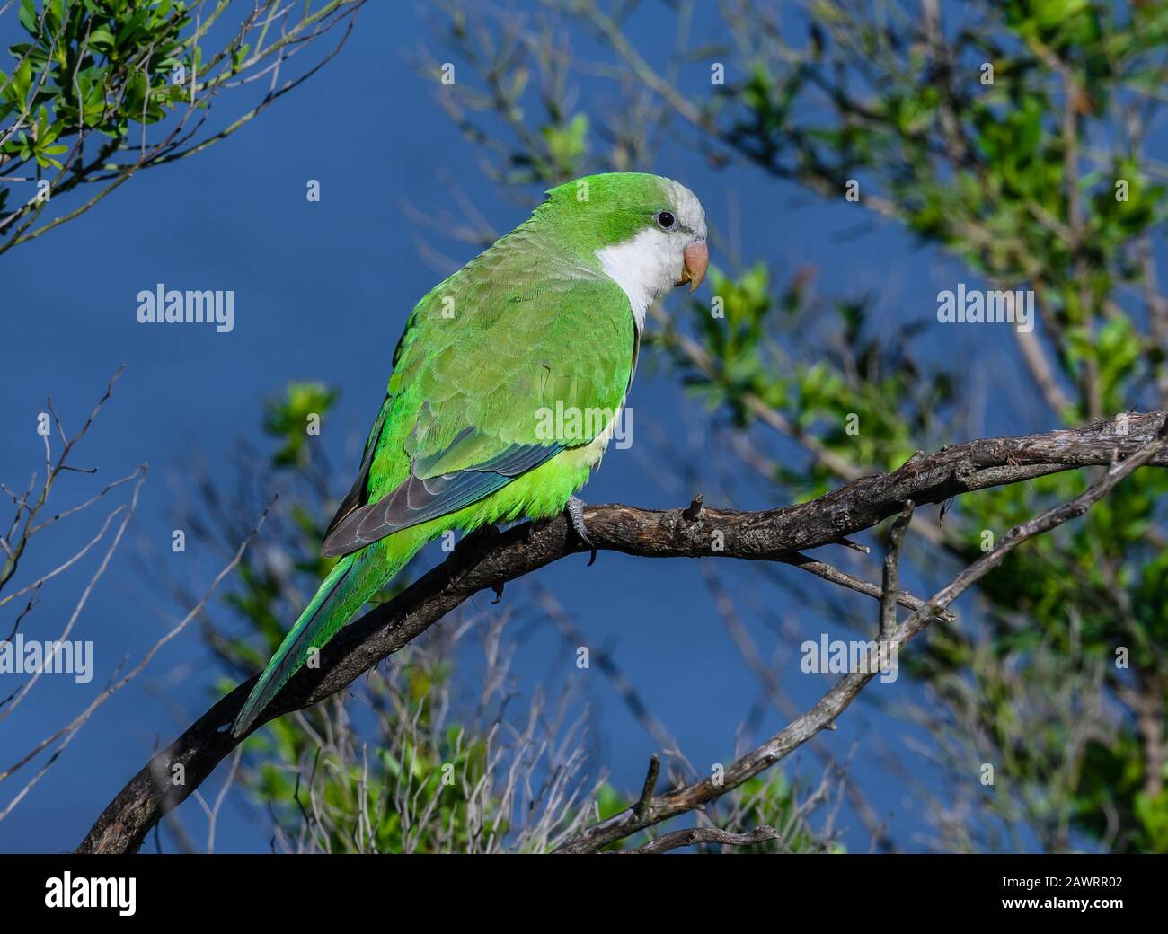 Moine Parakeet (Myiopsitta monachus), originaire d'Amérique du Sud, s'adapte à leur nouvelle maison en Amérique du Nord. Houston, Texas, États-Unis. Banque D'Images