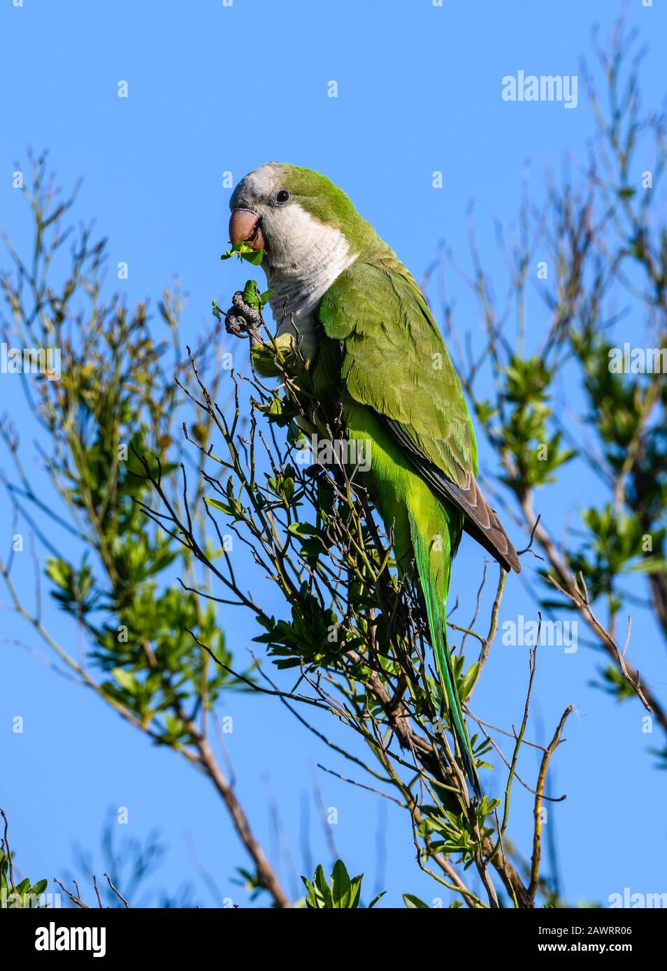 Moine Parakeet (Myiopsitta monachus), originaire d'Amérique du Sud, s'adapte à leur nouvelle maison en Amérique du Nord. Houston, Texas, États-Unis. Banque D'Images