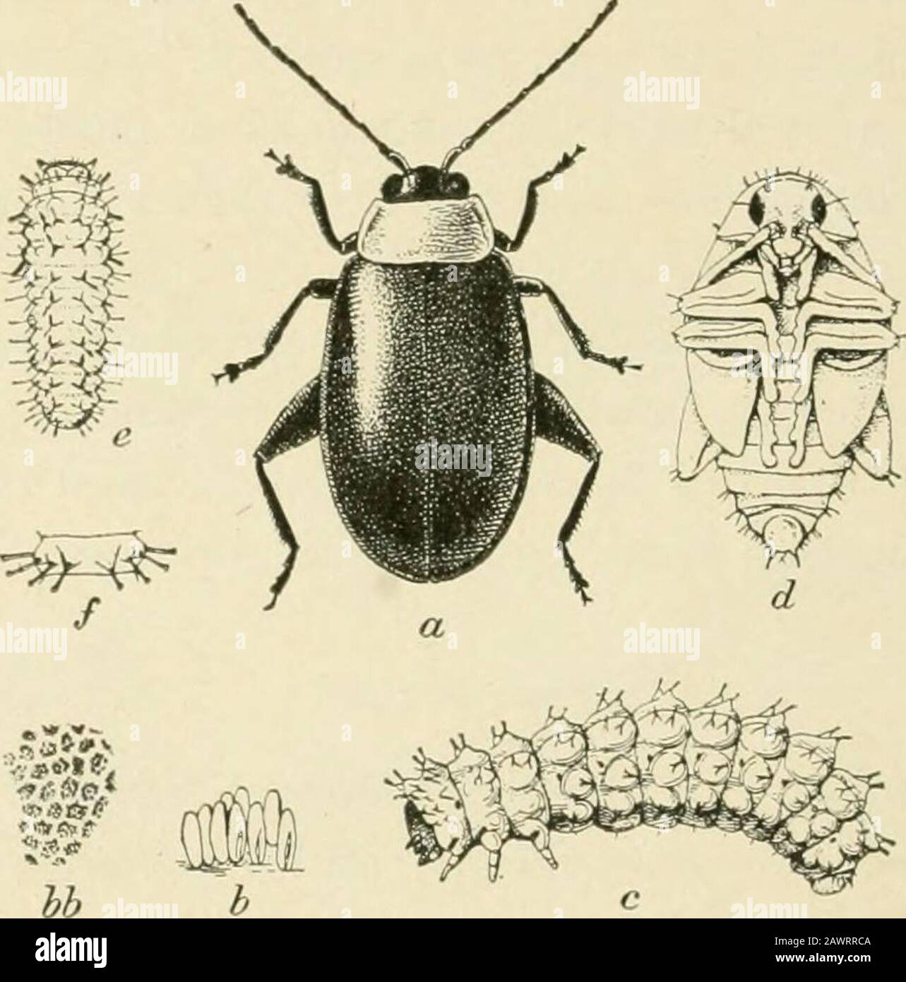 Insectes nuisibles de la ferme, jardin et verger . et plus destructif.Le coléoptère est presque un quart de pouce de long, noir brillant, avec un lustre verdâtre ou bleuâtre. Le prothorax et l'abdomen arré ou jaune Ieddish, et les jambes et les antennes sont jaunâtres pâle.Il se produit de la Nouvelle-Angleterre au Montana et vers le sud au * Disonycha xanthomelcenn Dalm. Famille Chrysomelidoe. Voir F. H.Chittenden, Bulletin 43, Bureau of Ent., U. S. Dept. Agr., p. 14; S. A. Forbes, 21 Rept. État Ent. De 111., p. 116. 336 INSECTES NUISIBLES DE LA FERME, DU JARDIN ET DU golfe ORCHARD, et est l'un des pe.sts les plus communs de lieets et de spina Banque D'Images