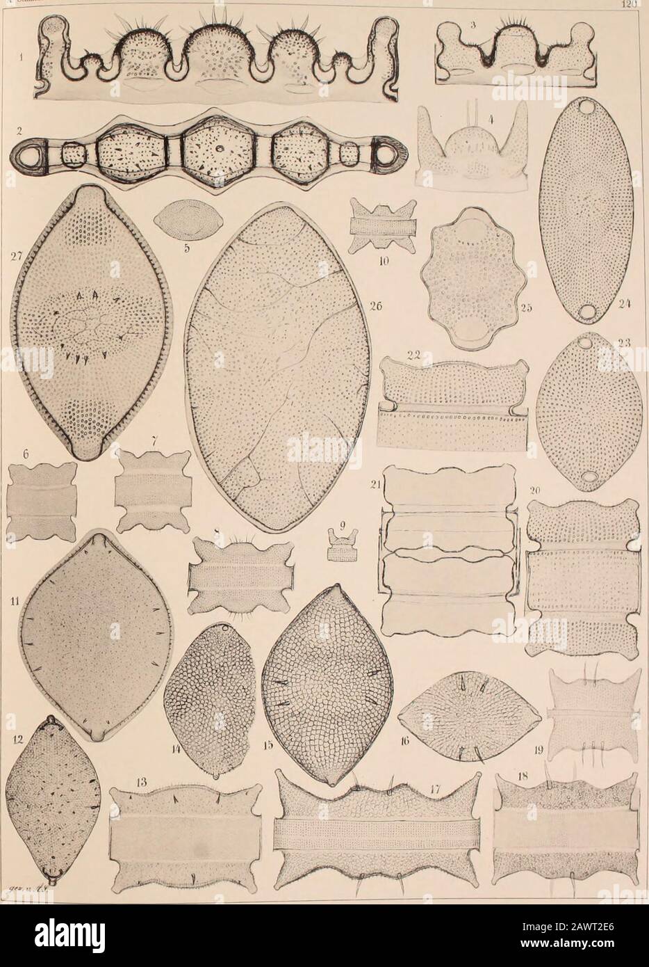 Atlas Der Diatomaceen-Kunde . Vorläufige Erläuterungen zu , Sdumidtfa Atlas &lt;1&lt;t Diatomaceenkunde Tafel 120. Alte Abildungen 660 mal vergrößert L 2. Oamaru (Thum), Biddulphia rigida A. S. ?. 10. Monterey. B. aurita var.? 11—13. Cuxhaven, B. Rhombus Sm. 14—19. Pérou Guano. B. Peruviana Grunow. 20. 22. 2:5, Nord Celebes, 21.24. Carpentaria B., B. Roperiana Grev. 25. Mexique, fragl. Formulaire. 26. Java, ob zu B. pulchella zu rechnen ? 27. Californie (Gründl.), die dunkler getüpfelten Theile der Schale liegen in höherem Pocua sp. N Schmidt! Dlatom.-AtlM. Banque D'Images