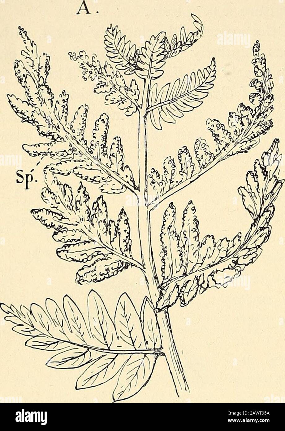 La structure et le développement des mousses et des fougères (Archegoniatae) . Ici, il y a habituellement une cellule apicale du même type que le thattrouvée dans les Ophioglos-saceae ou Polypodiacere, mais Bower ^ états thatparfois il est impossible de renvoyer les tissus à la thédivision d'une seule cellule initiallaire, et qu'il y a probablement dans ces initiales casesseverales. La Thégrowth de la tige ressemble beaucoup à celle décrite dans les autres Fougères, et la structure des parties plus anciennes montre muchthe même arrangement des tissus que celui des Polypodiaceae typiques. Les faisceaux vasculaires, cependant, sont très de cidely collatéraux dans les struc Banque D'Images