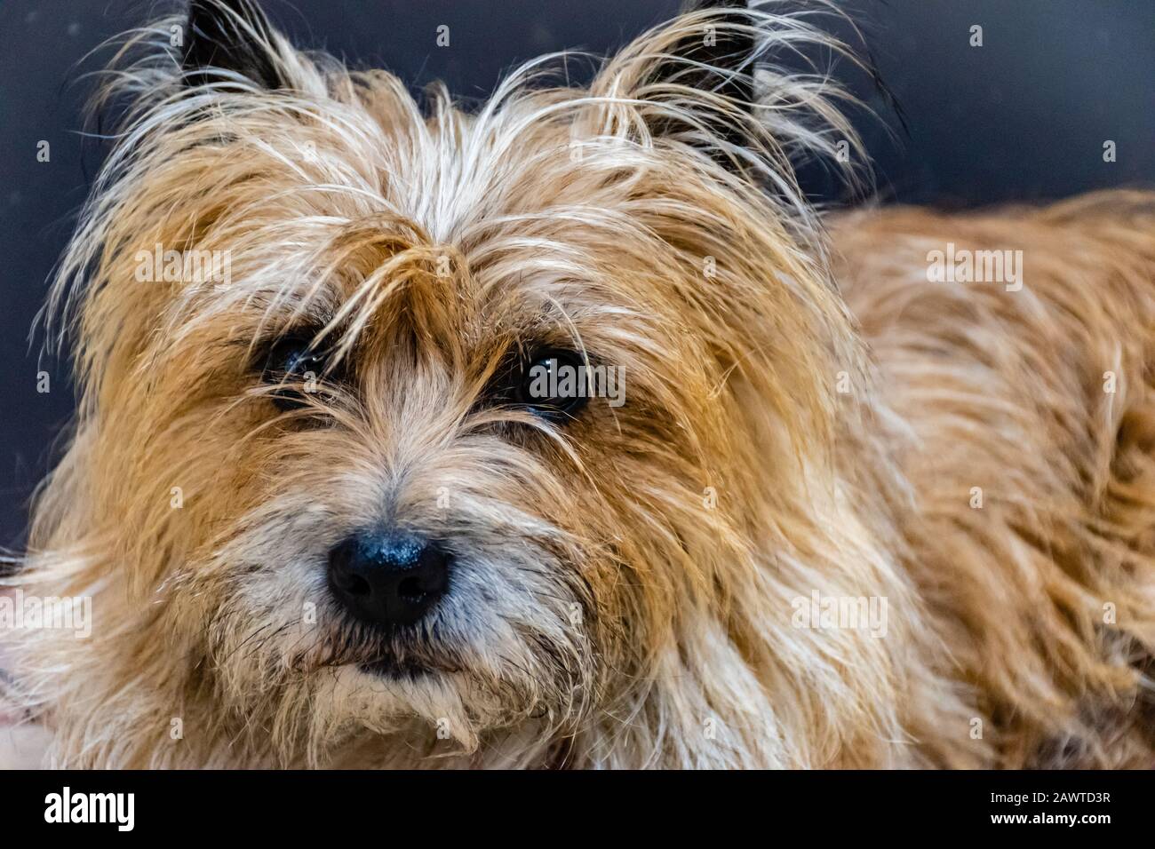 Portrait rapproché d'un joli chien à poil long et de race ancienne, regardant attentivement l'appareil photo Banque D'Images