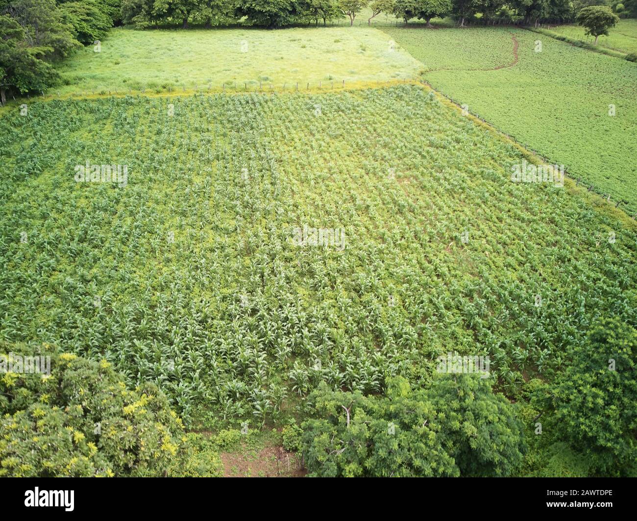 Vue sur le dessus de la vue sur le dessus de l'antenne de prairie naturelle verte Banque D'Images Vue sur le dessus de la vue sur le dessus de l'antenne de prairie naturelle verte Banque D'Images